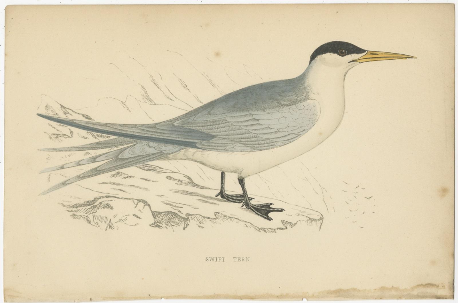 Set of 10 Antique Bird Prints of Various Sea Birds and a Passerine Bird 2