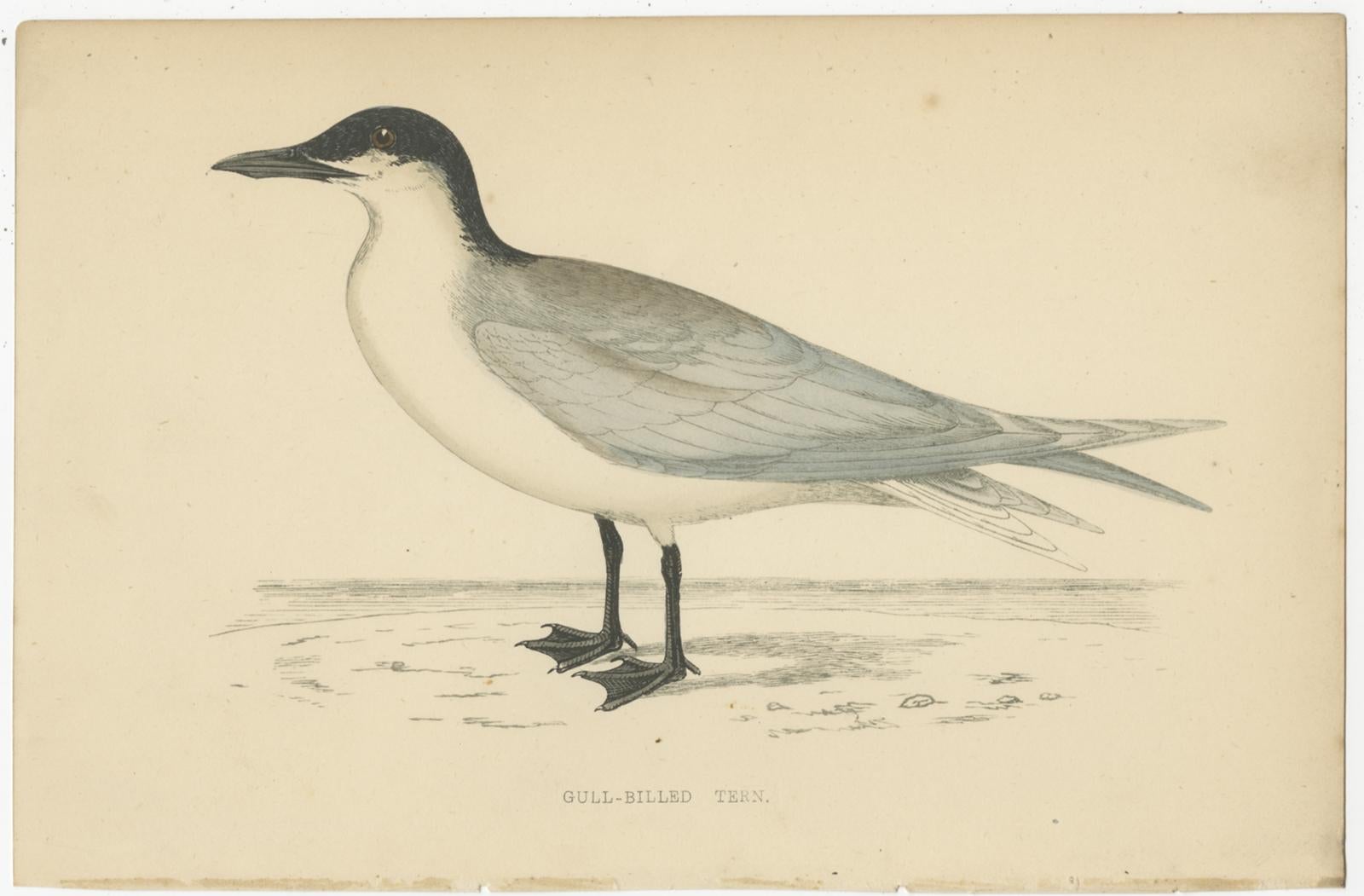 Set of 10 Antique Bird Prints of Various Sea Birds and a Passerine Bird 3