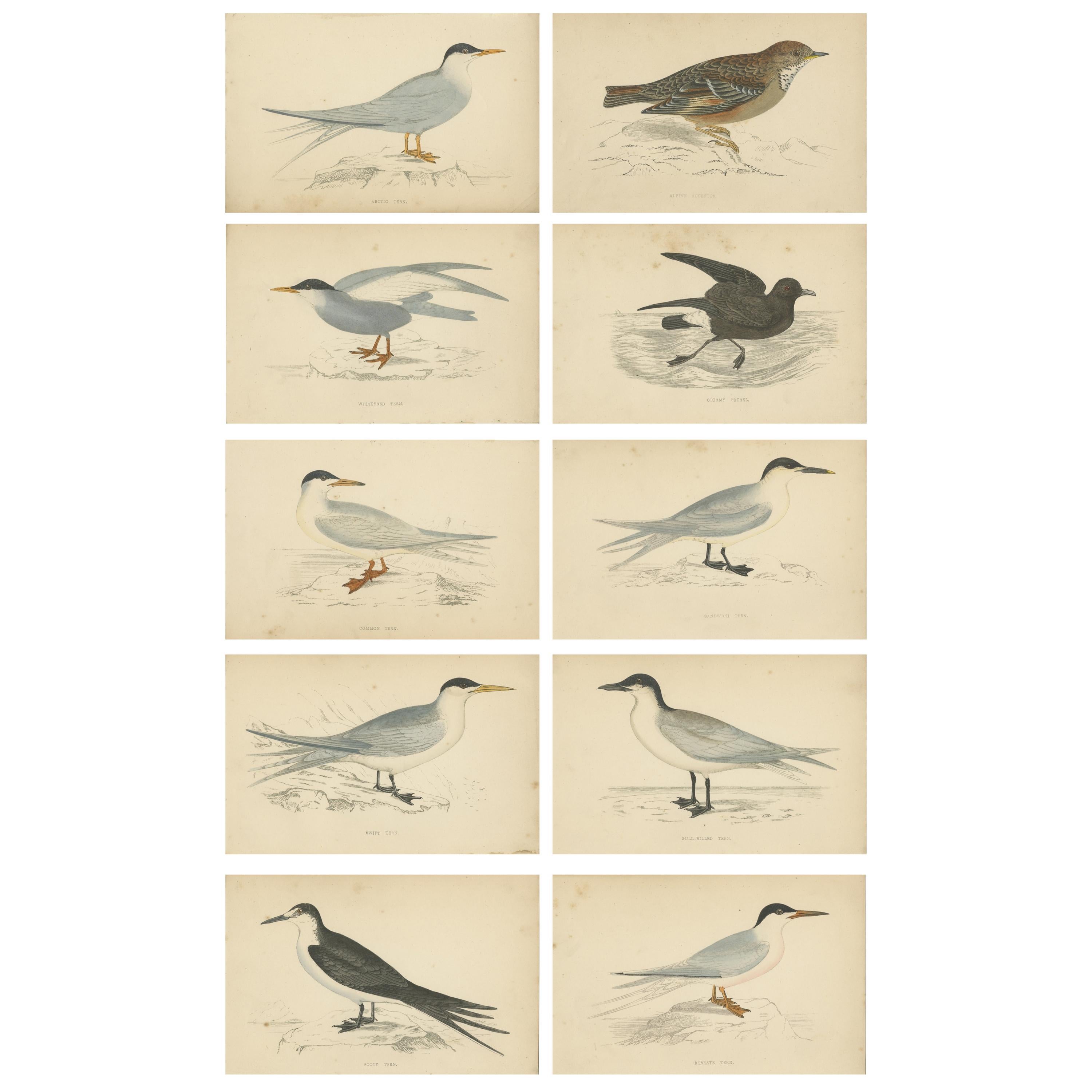 Set of 10 Antique Bird Prints of Various Sea Birds and a Passerine Bird