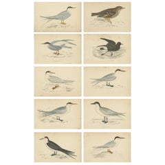 Set of 10 Antique Bird Prints of Various Sea Birds and a Passerine Bird