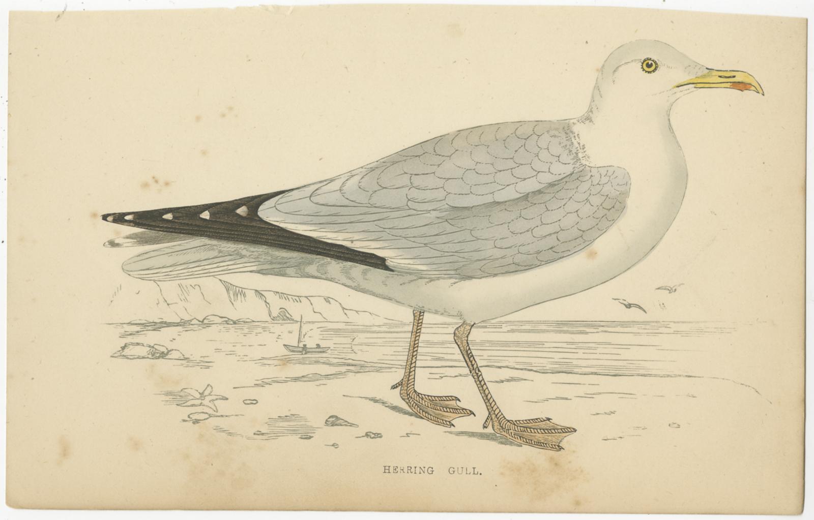 Set of 10 Antique Bird Prints of various Sea Birds, circa 1867 5