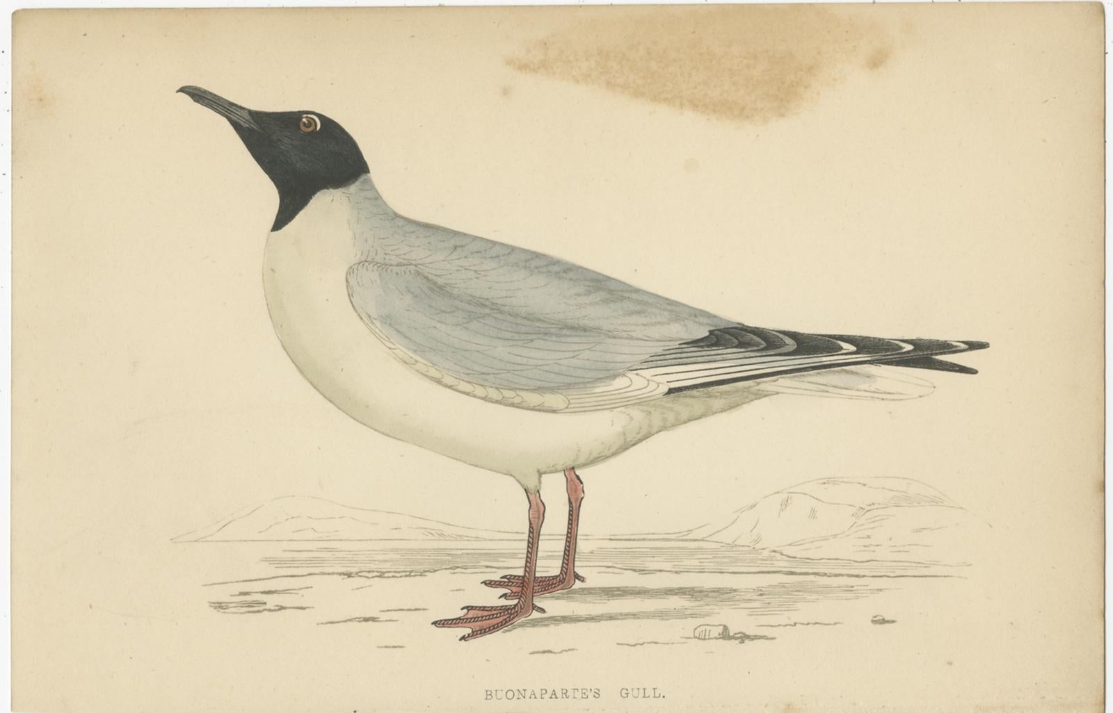 Set of ten antique bird prints titled 'Great Black-Backed Gull - Herring Gull - Ivory Gull - Laughing Gull - Lesser Black-Backed Gull - Masked Gull - Buonaparte's Gull - Black-Headed Gull - Icealand Gull - Common Gull'. These prints originate from