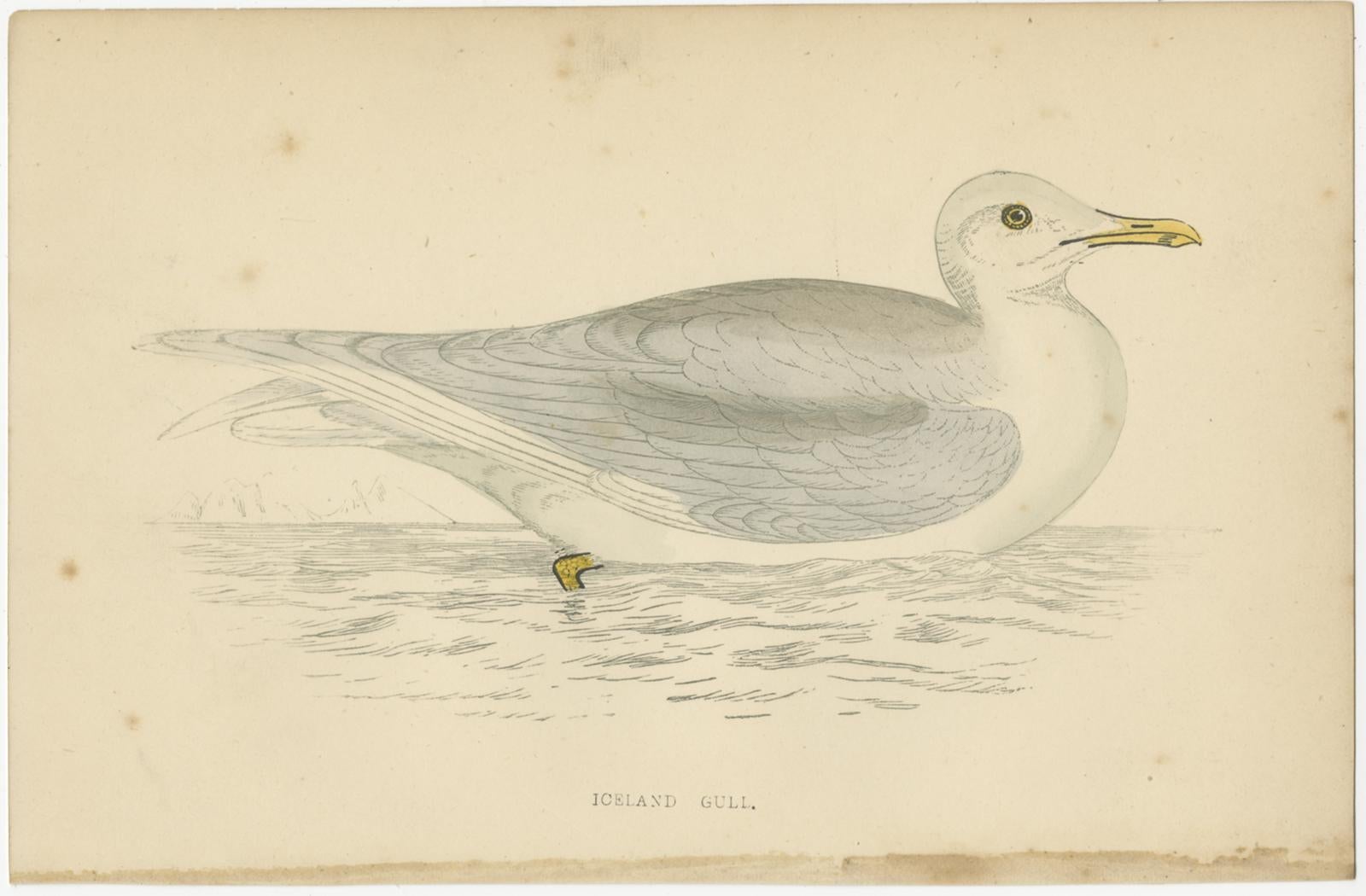 19th Century Set of 10 Antique Bird Prints of various Sea Birds, circa 1867