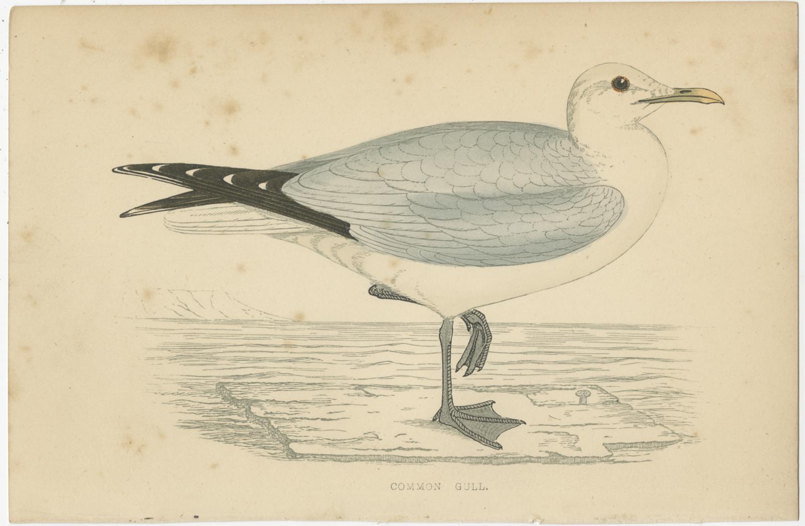 Paper Set of 10 Antique Bird Prints of various Sea Birds, circa 1867