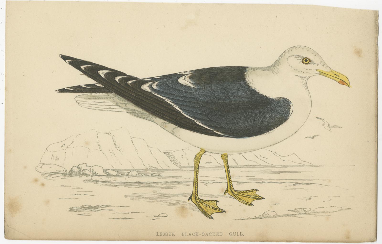 Set of 10 Antique Bird Prints of various Sea Birds, circa 1867 1
