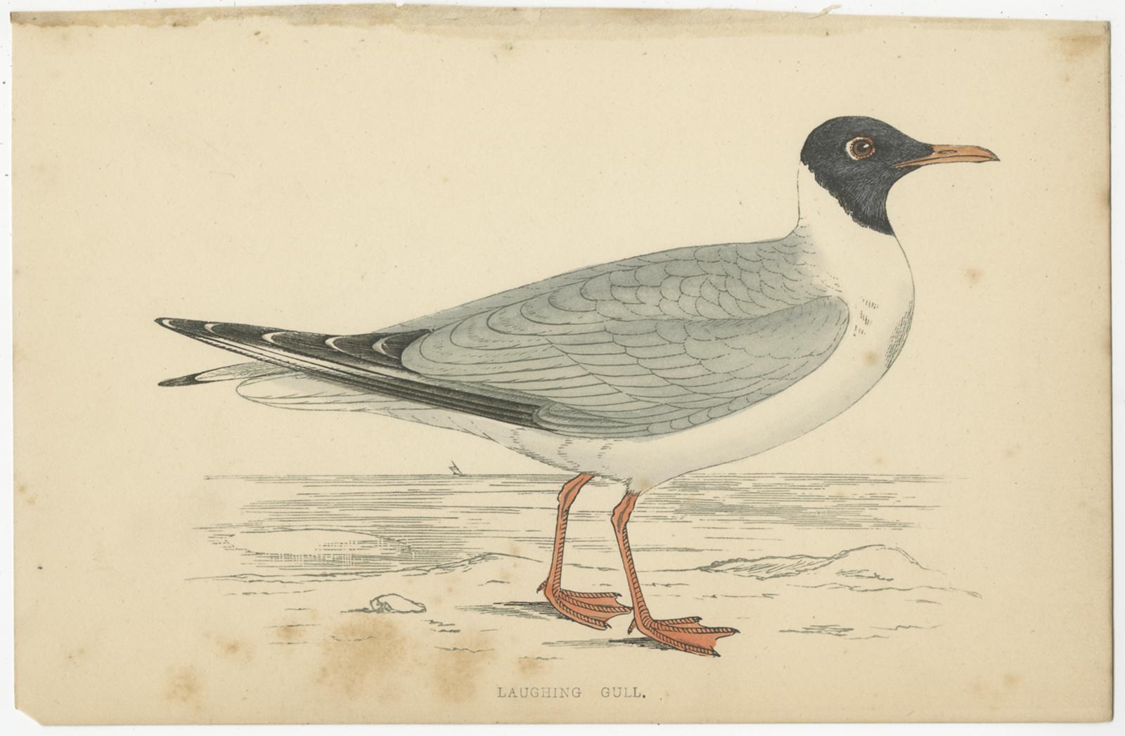 Set of 10 Antique Bird Prints of various Sea Birds, circa 1867 2