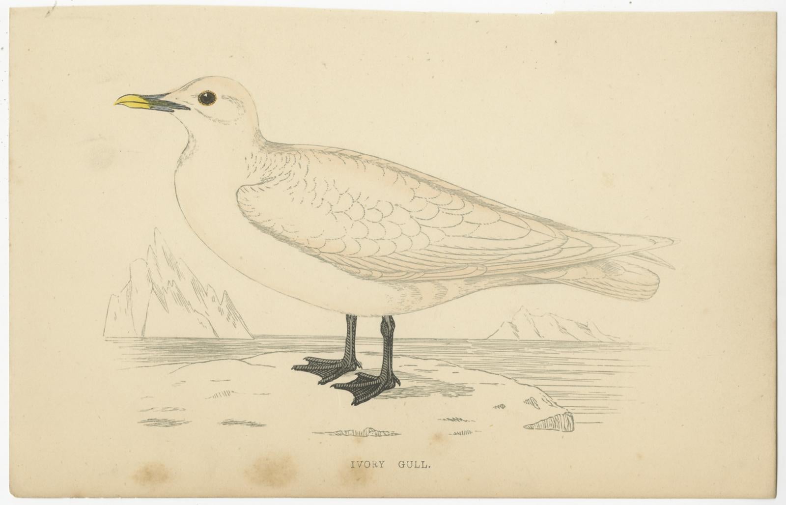 Set of 10 Antique Bird Prints of various Sea Birds, circa 1867 3