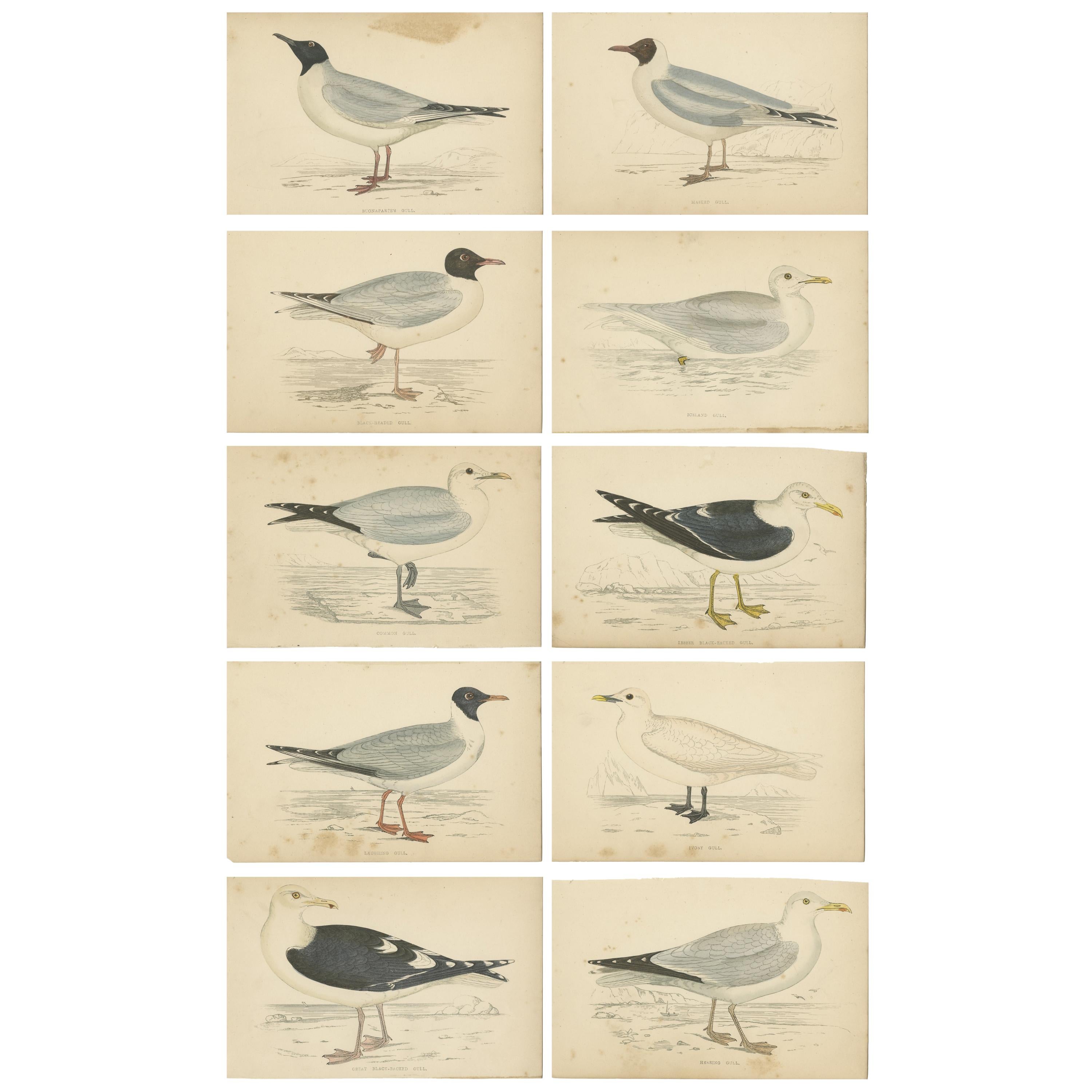 Set of 10 Antique Bird Prints of various Sea Birds, circa 1867