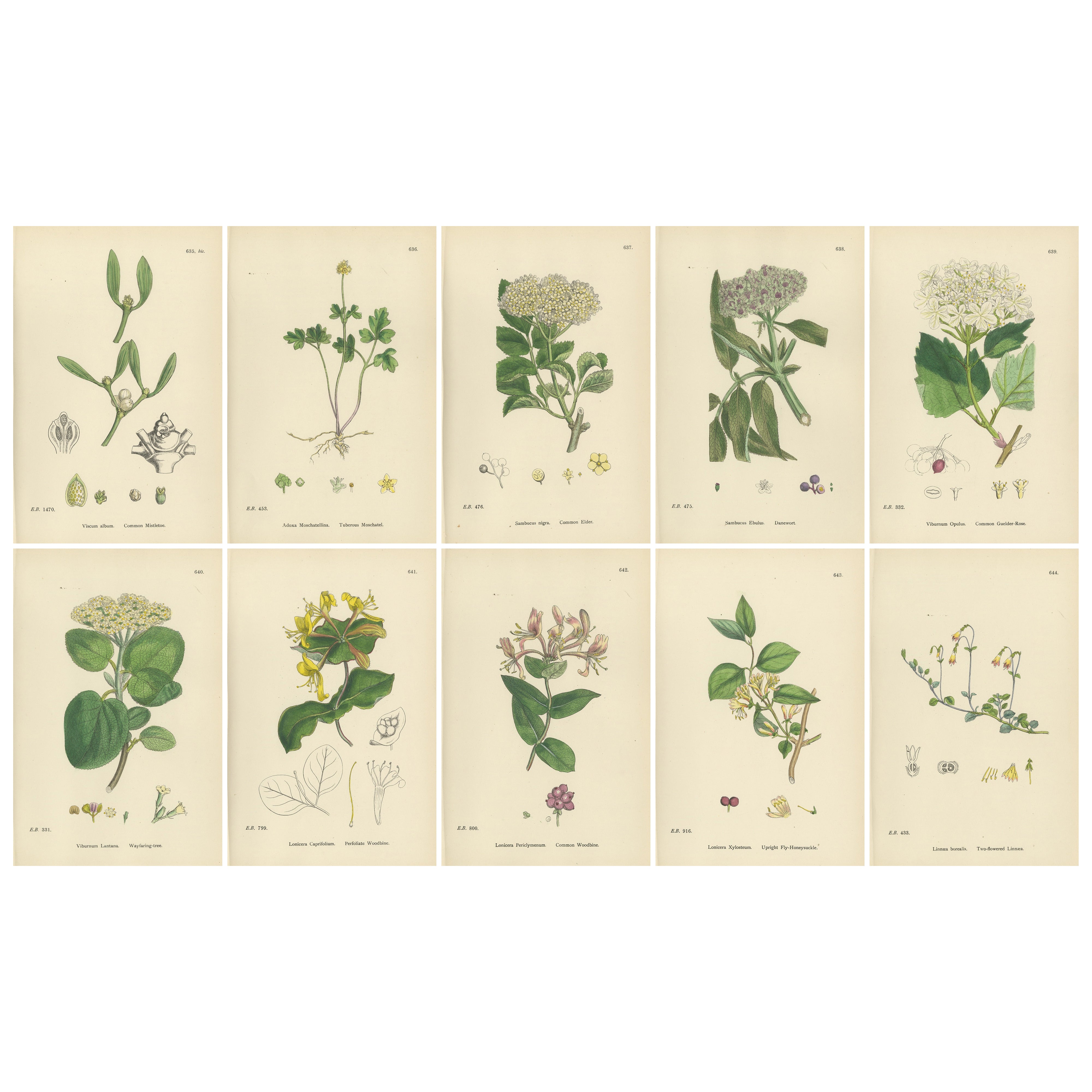 Set of 10 Antique Botanical Prints, English Botany 1902 – British Wild Flowers