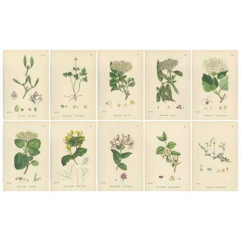 Set of 10 Antique Botanical Prints, English Botany 1902 – British Wild Flowers