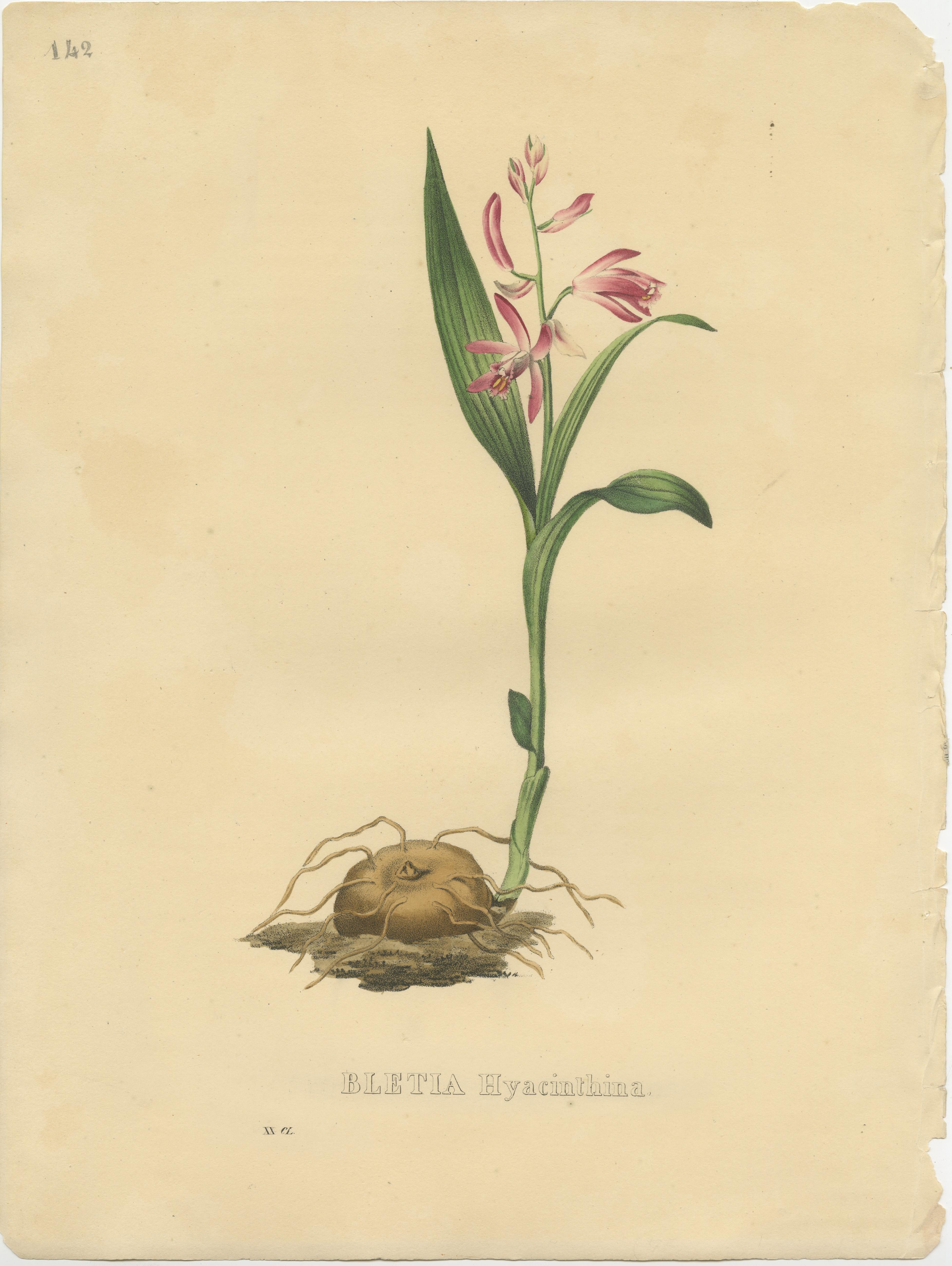 Set of 10 Antique Botanical Prints of Cypripedium and others In Fair Condition In Langweer, NL