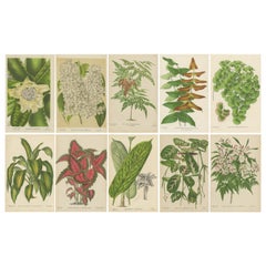 Set of 10 Antique Botany Prints, Canistrum Eburneum 'c.1880'