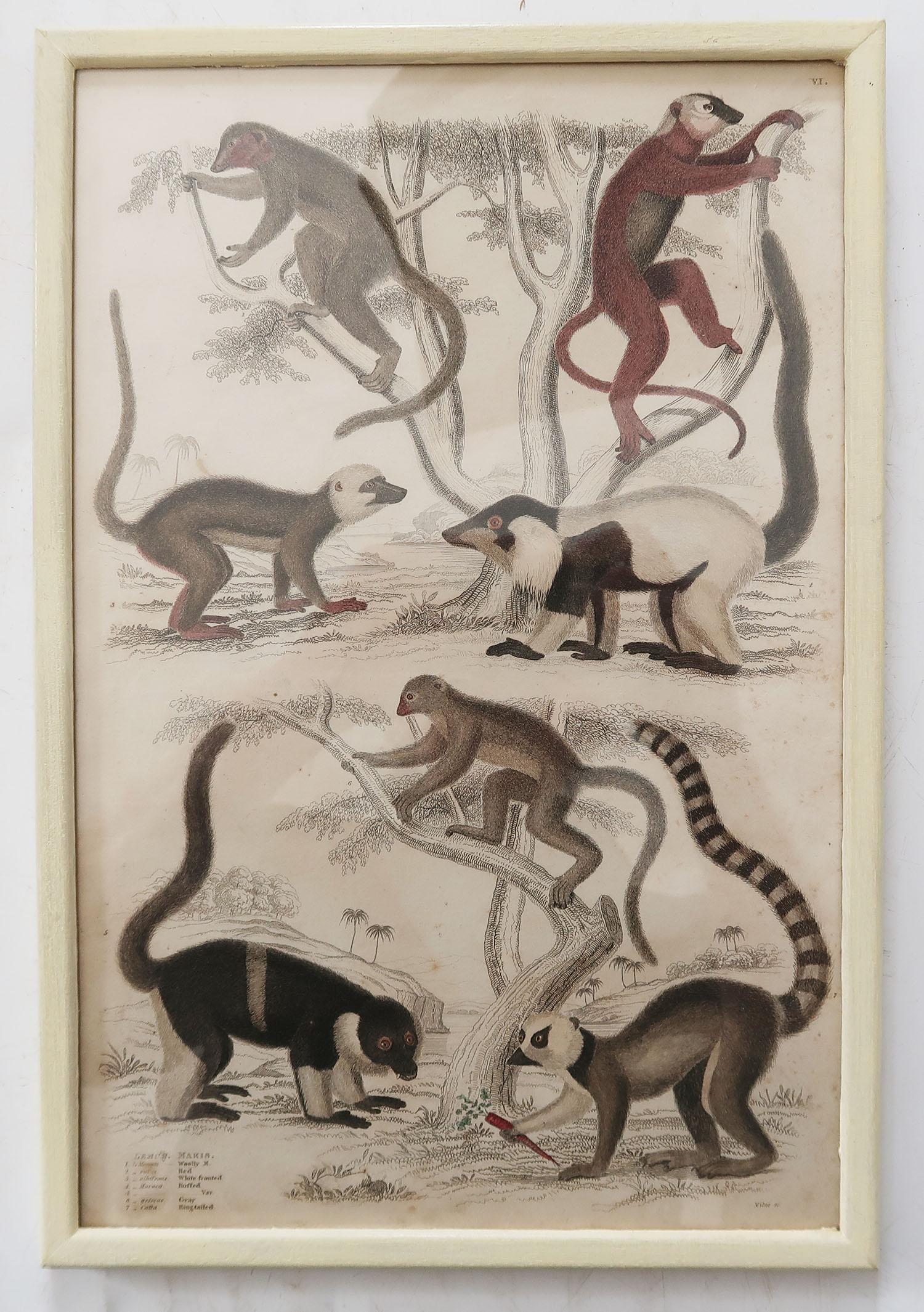 Set of 10 Antique Monkey Prints in Faux Ivory Frames, 1830s 2