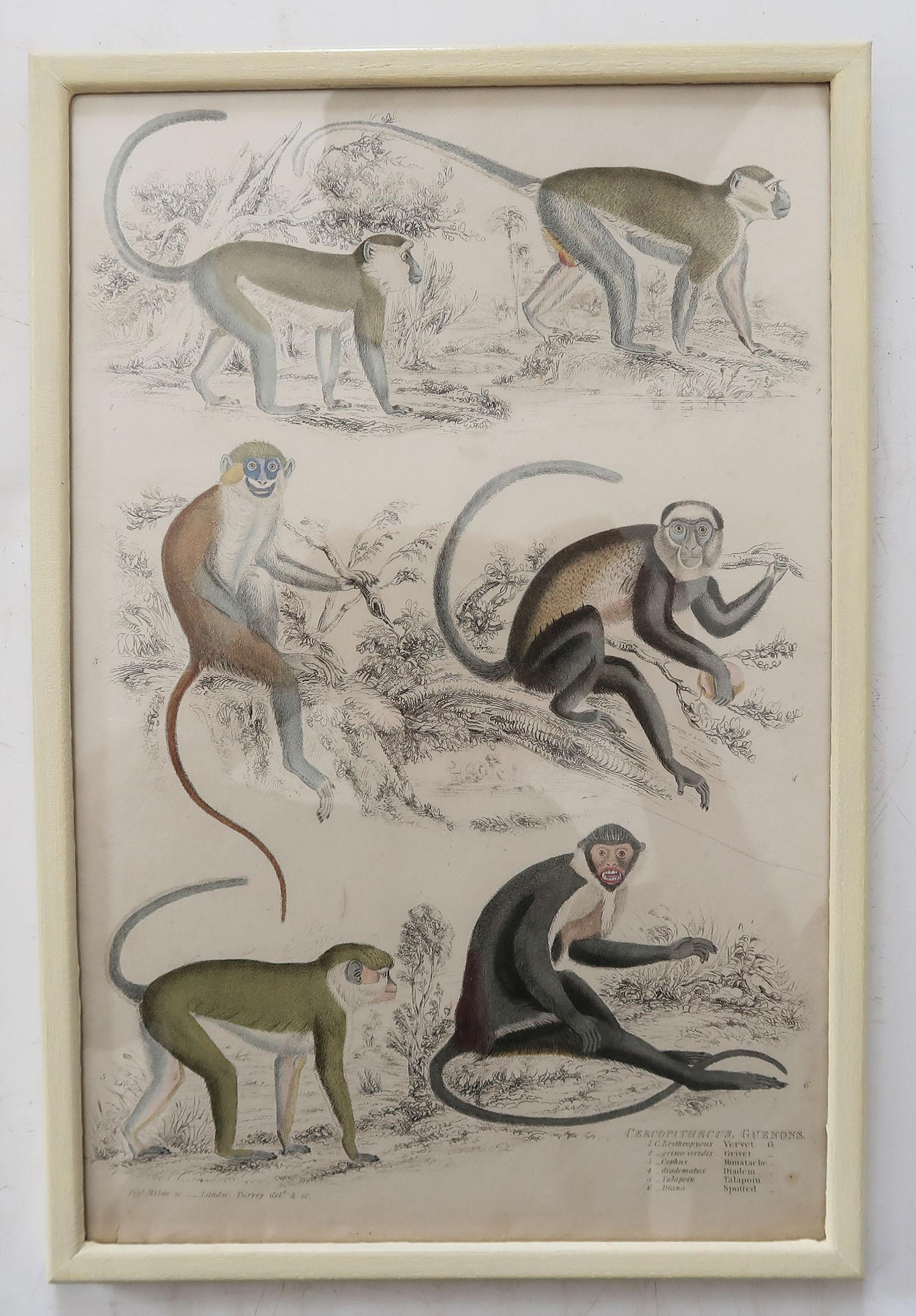 Set of 10 Antique Monkey Prints in Faux Ivory Frames, 1830s 3