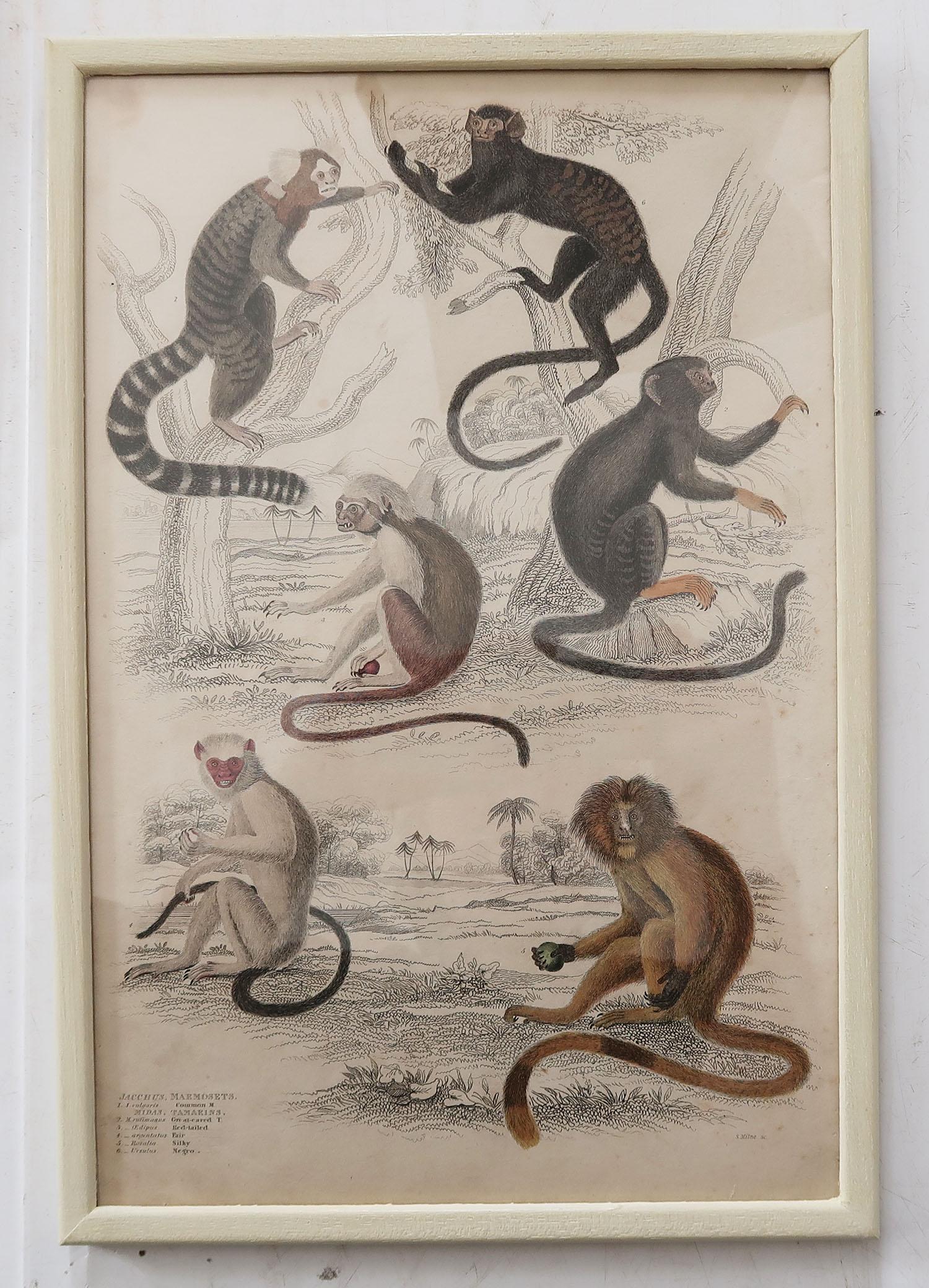 Wonderful set of 10 antique monkey prints.

Great muted colors. Original color.

Presented in our own custom made faux ivory frames.

Lithographs after the original drawings by Captain Brown.

Published 1830s.

Free shipping.
 

 