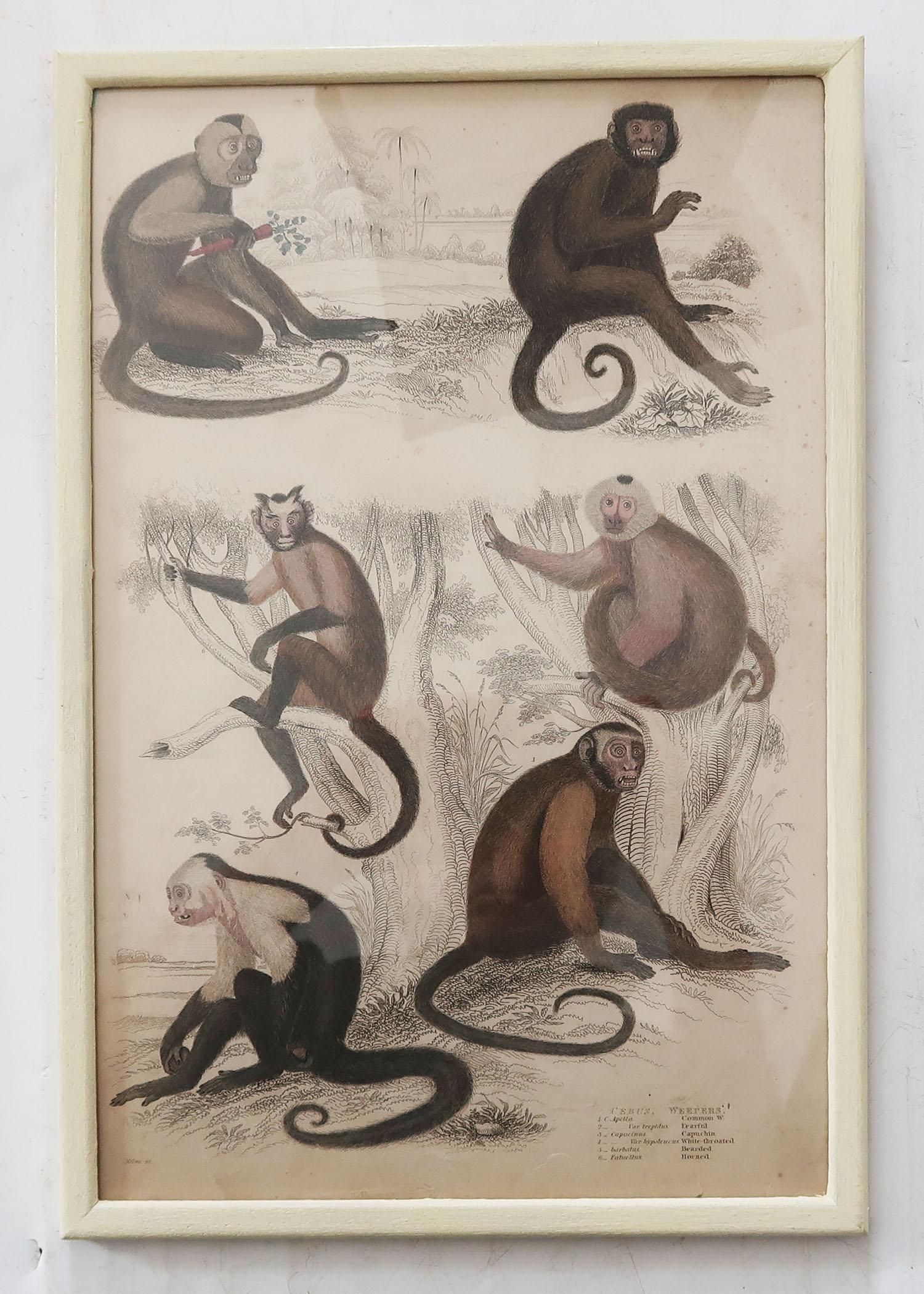 Anglo-Indian Set of 10 Antique Monkey Prints in Faux Ivory Frames, 1830s