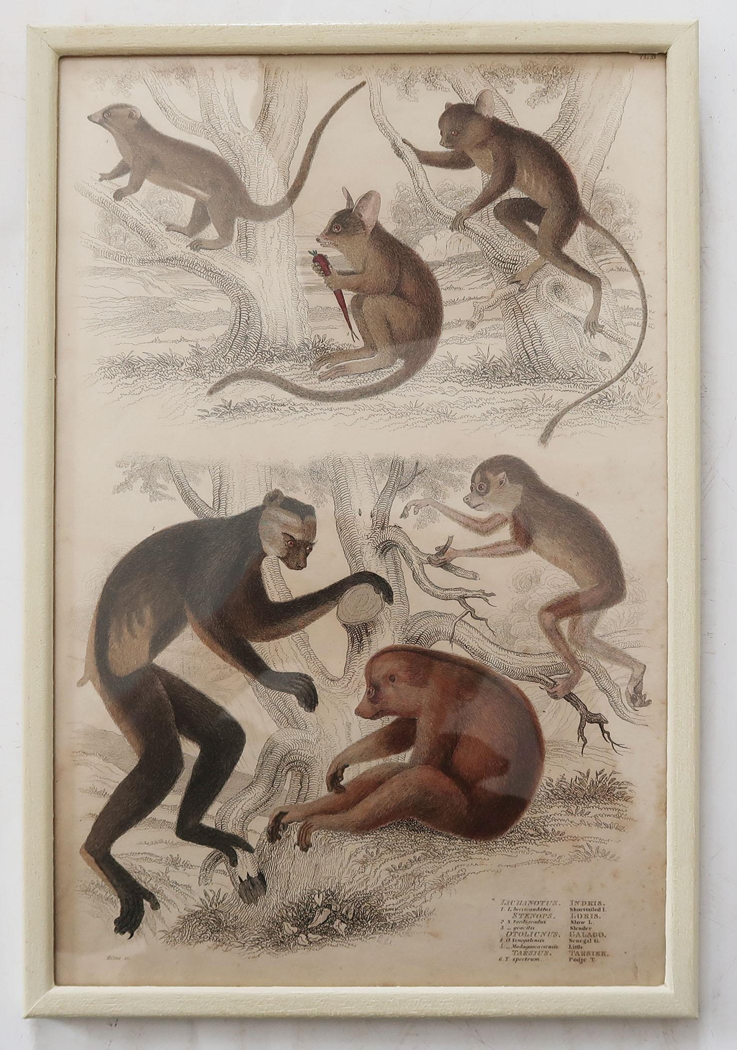 Other Set of 10 Antique Monkey Prints in Faux Ivory Frames, 1830s