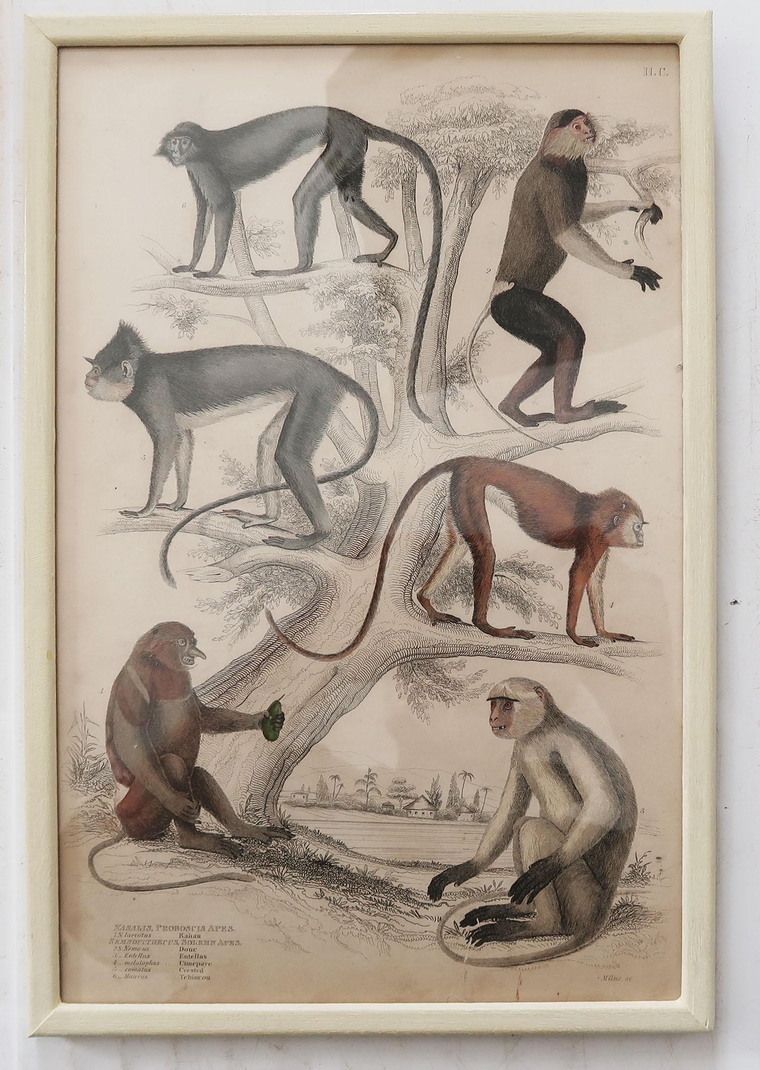 Set of 10 Antique Monkey Prints in Faux Ivory Frames, 1830s In Good Condition In St Annes, Lancashire