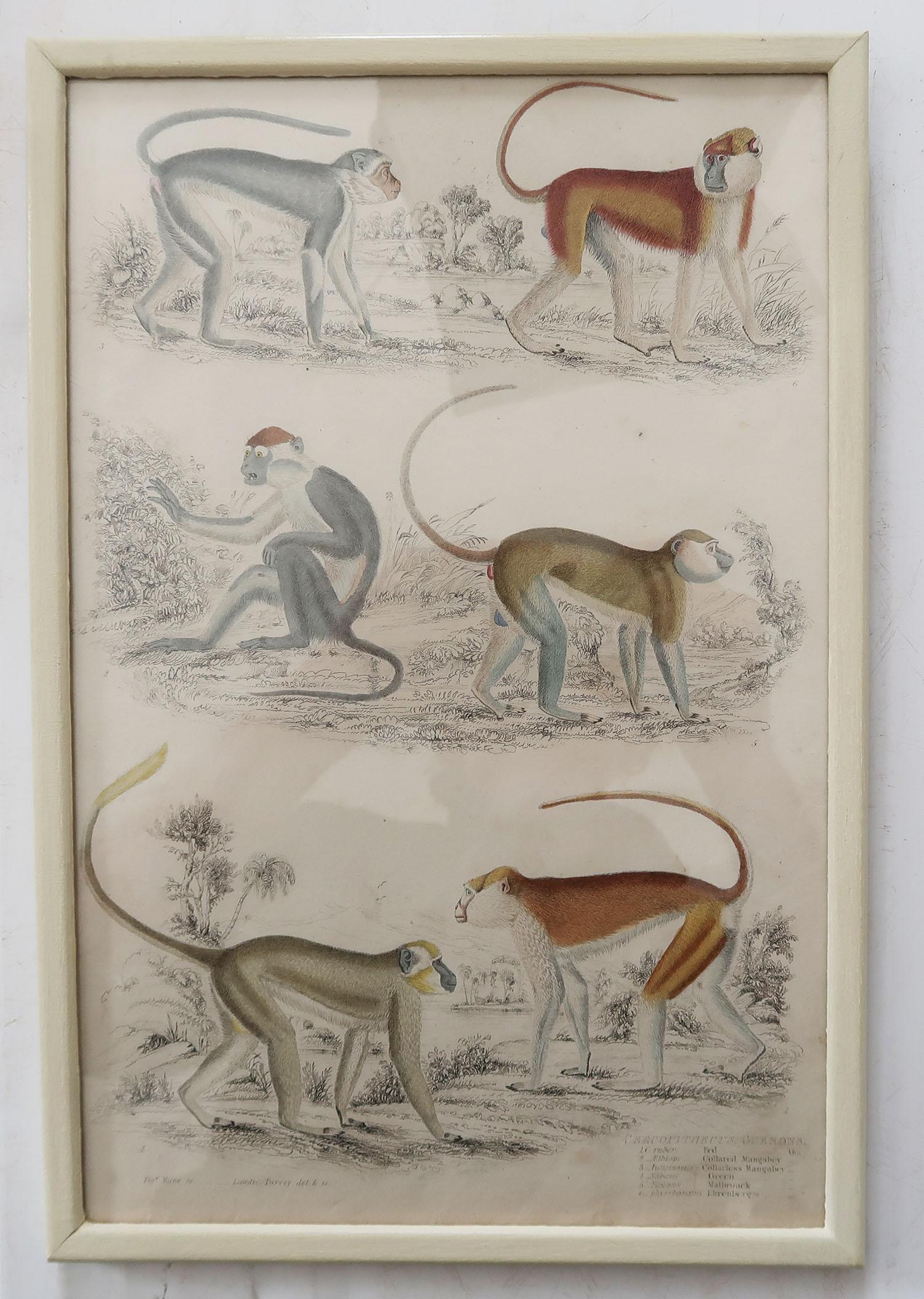 Mid-19th Century Set of 10 Antique Monkey Prints in Faux Ivory Frames, 1830s