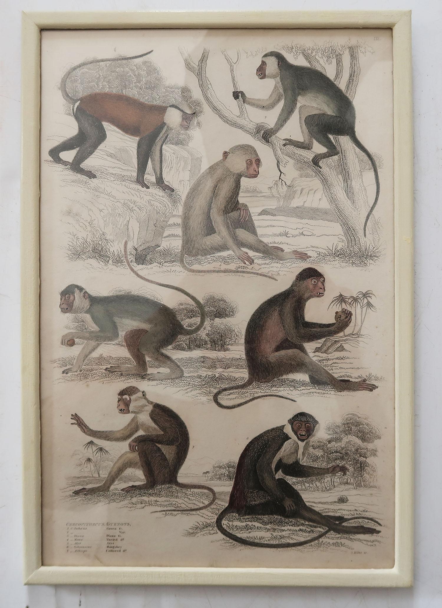 Set of 10 Antique Monkey Prints in Faux Ivory Frames, 1830s 1