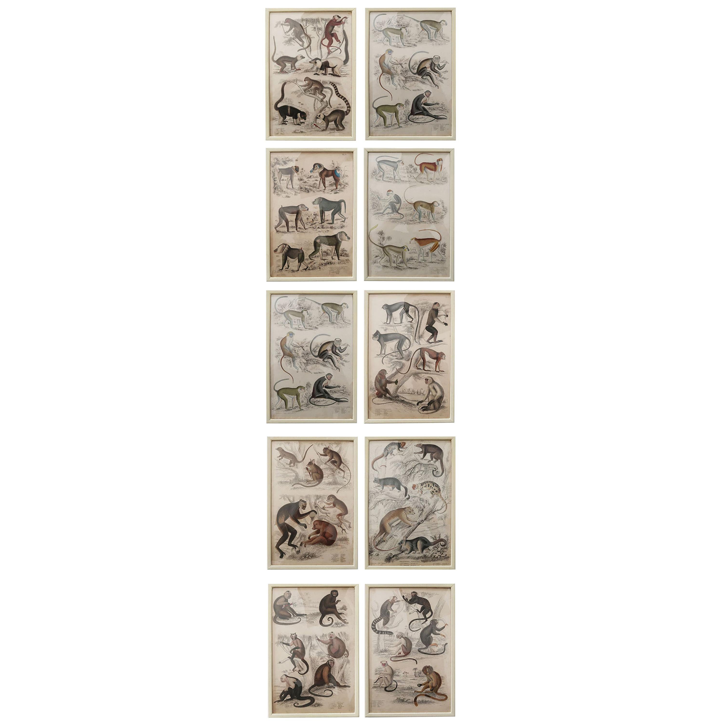 Set of 10 Antique Monkey Prints in Faux Ivory Frames, 1830s