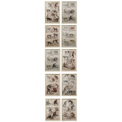 Set of 10 Antique Monkey Prints in Faux Ivory Frames, 1830s