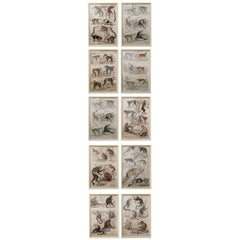 Set of 10 Antique Monkey Prints in Faux Ivory Frames, 1830s