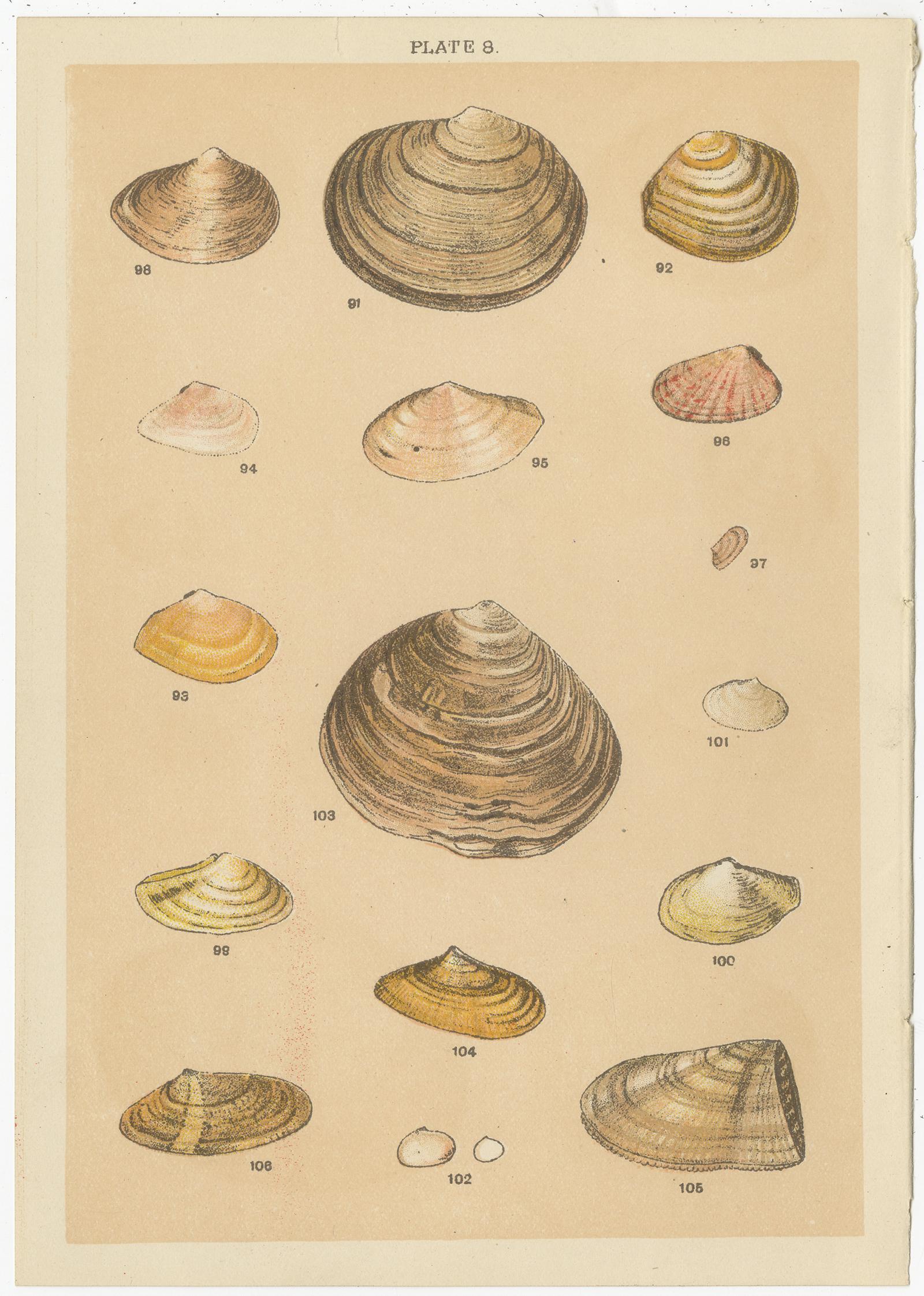 Ensemble de 10 gravures anciennes de coquillages, dont des mollusques, de Gordon, datant d'environ 1900 en vente 5