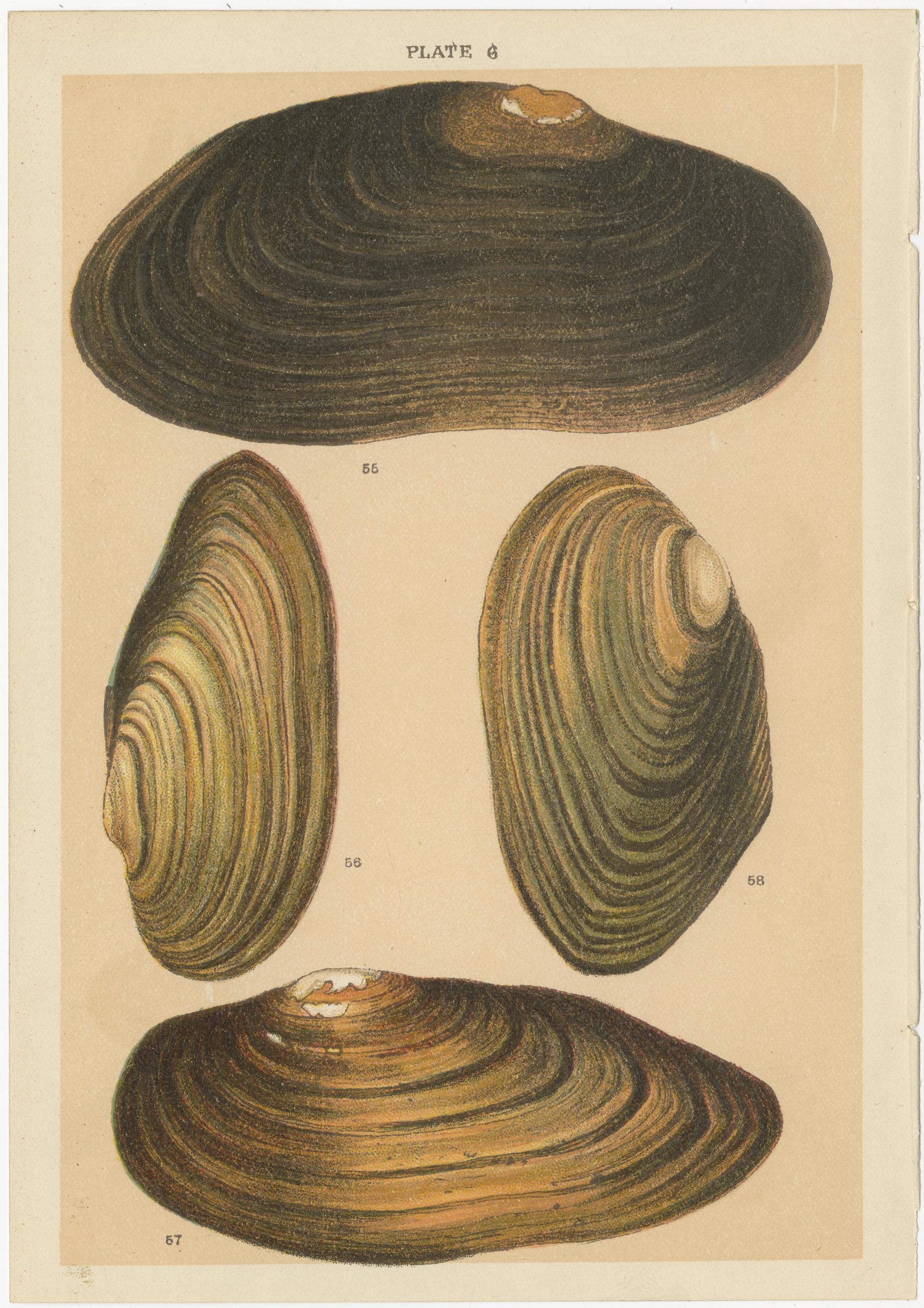 Ensemble de 10 gravures anciennes de coquillages, dont des mollusques, de Gordon, datant d'environ 1900 en vente 6