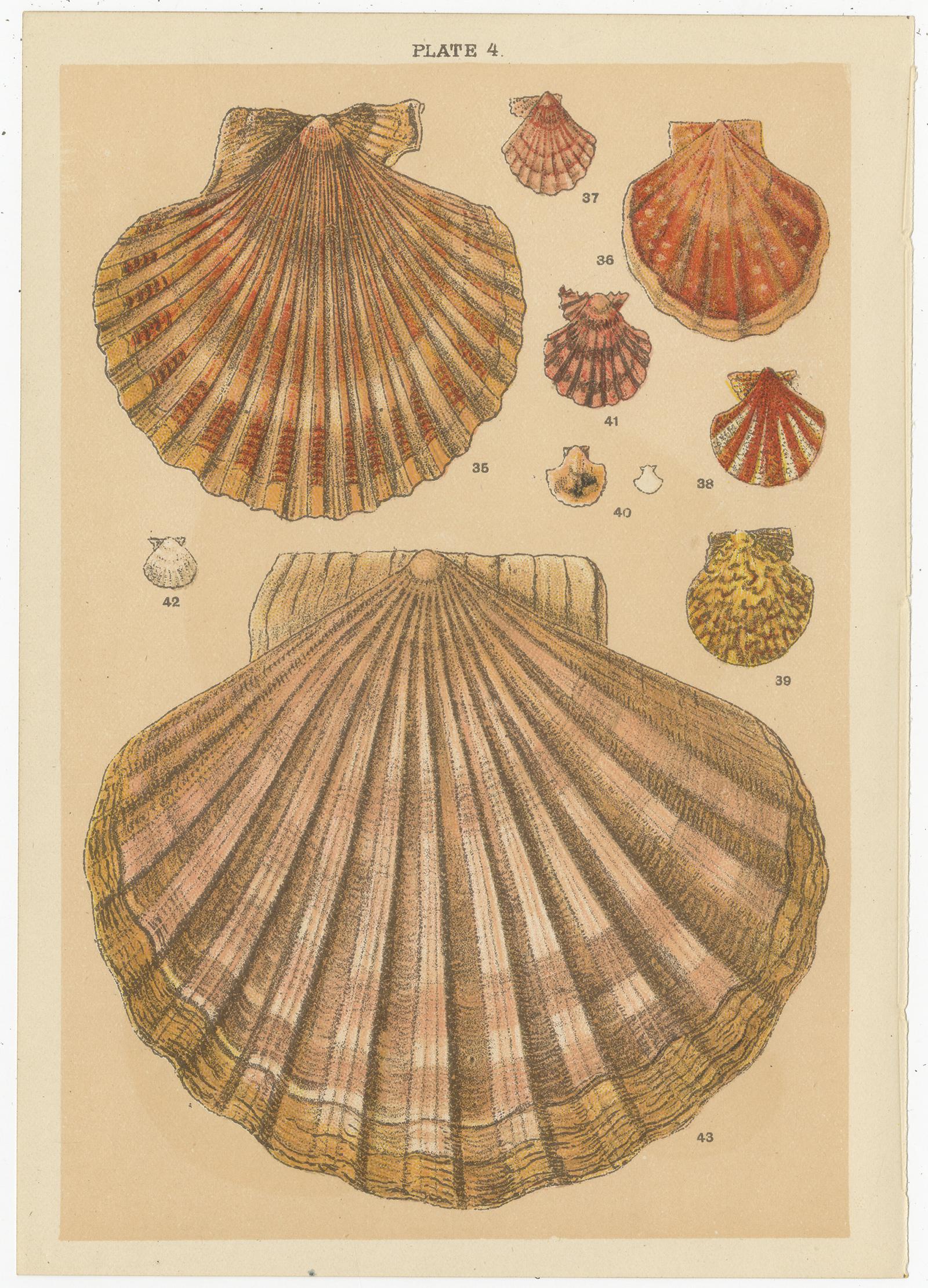 Set of 10 antique prints depicting various sea shells. These prints originate from the series 'Our Country's' by W. J. Gordon, published circa 1900.