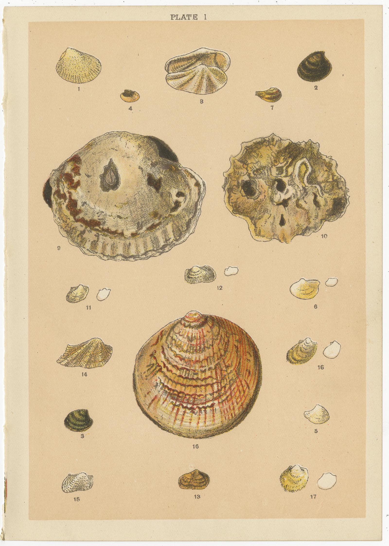 Ensemble de 10 gravures anciennes de coquillages, dont des mollusques, de Gordon, datant d'environ 1900 Bon état - En vente à Langweer, NL