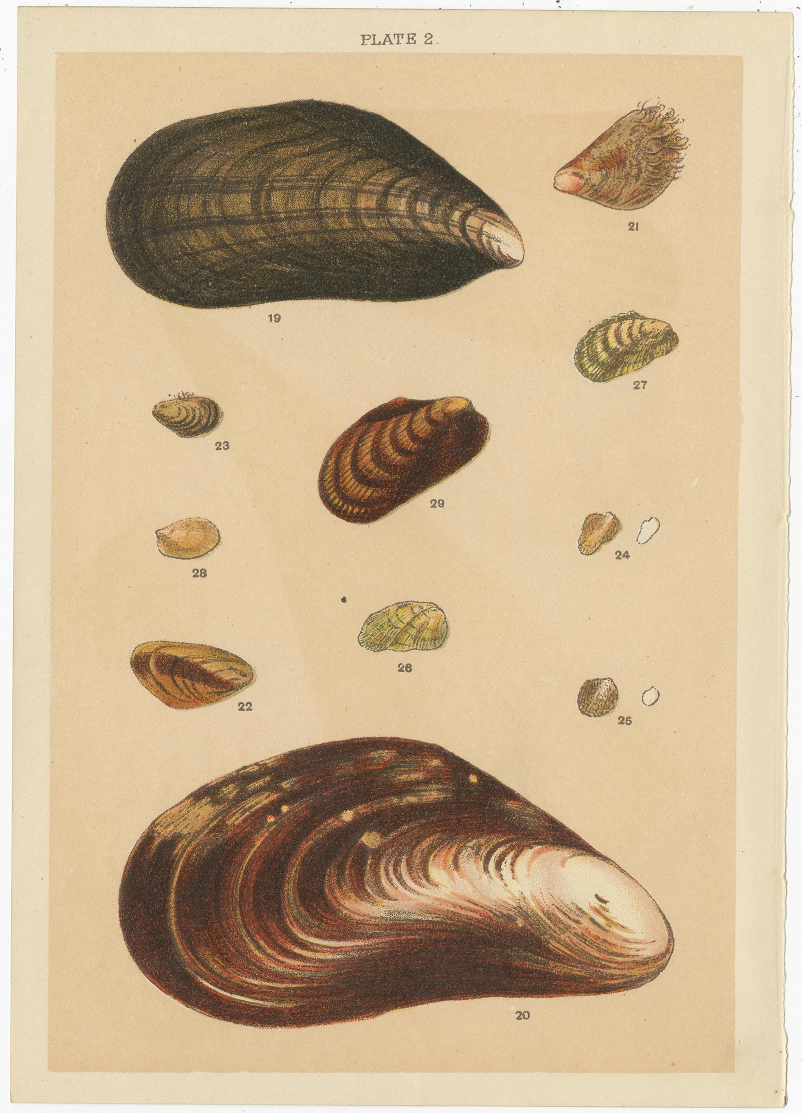 20ième siècle Ensemble de 10 gravures anciennes de coquillages, dont des mollusques, de Gordon, datant d'environ 1900 en vente