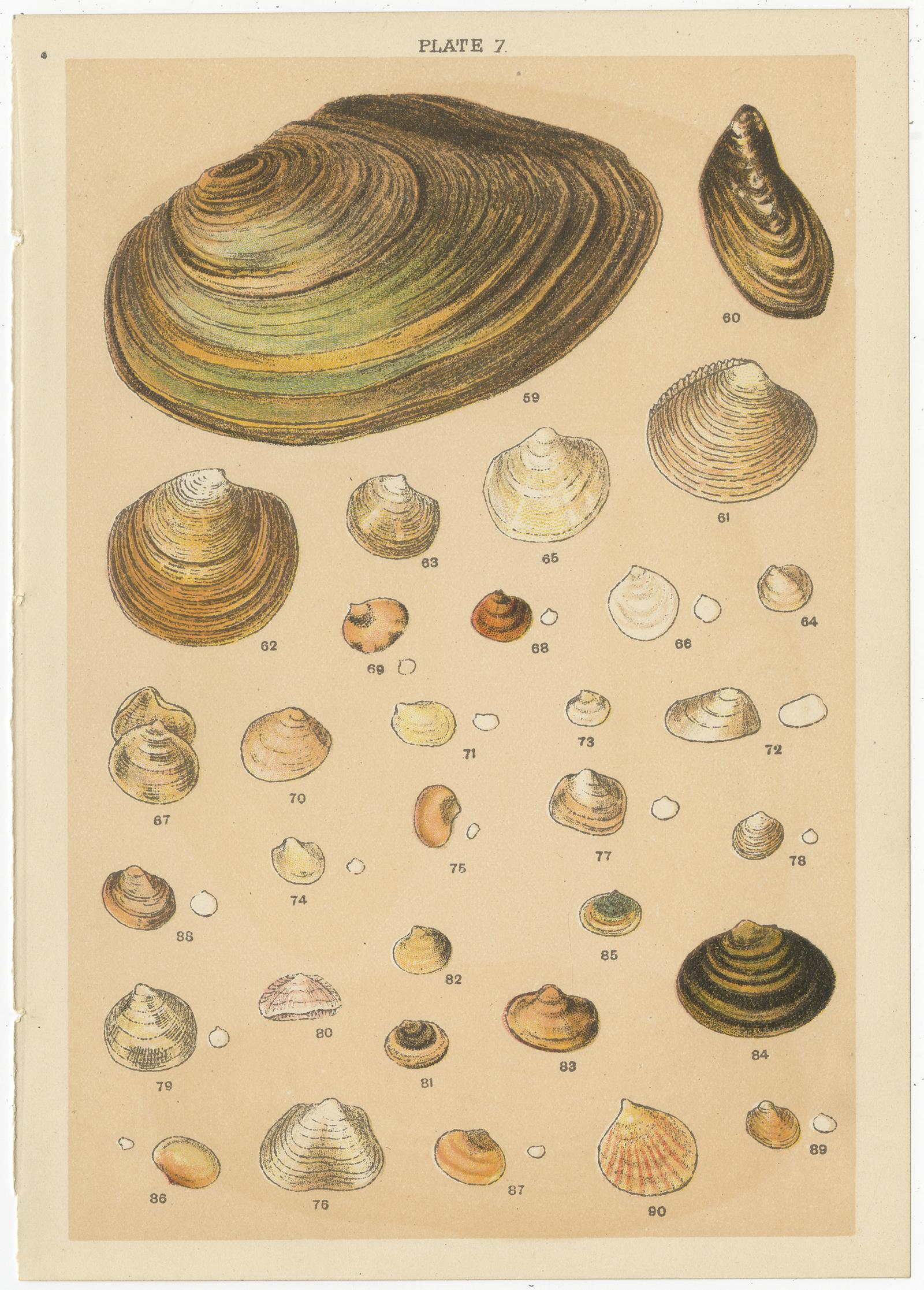 Papier Ensemble de 10 gravures anciennes de coquillages, dont des mollusques, de Gordon, datant d'environ 1900 en vente