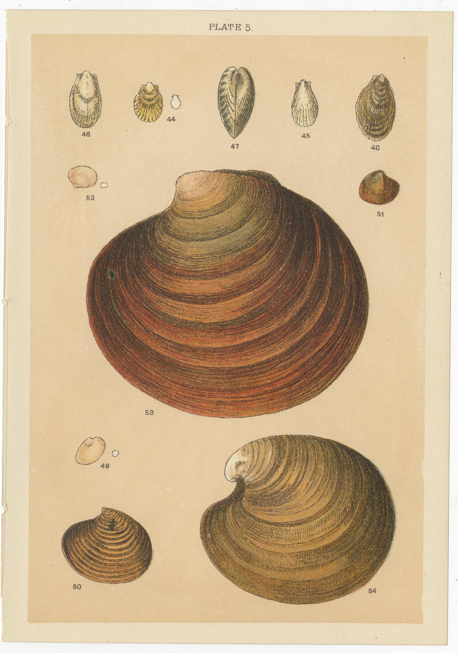 Ensemble de 10 gravures anciennes de coquillages, dont des mollusques, de Gordon, datant d'environ 1900 en vente 1