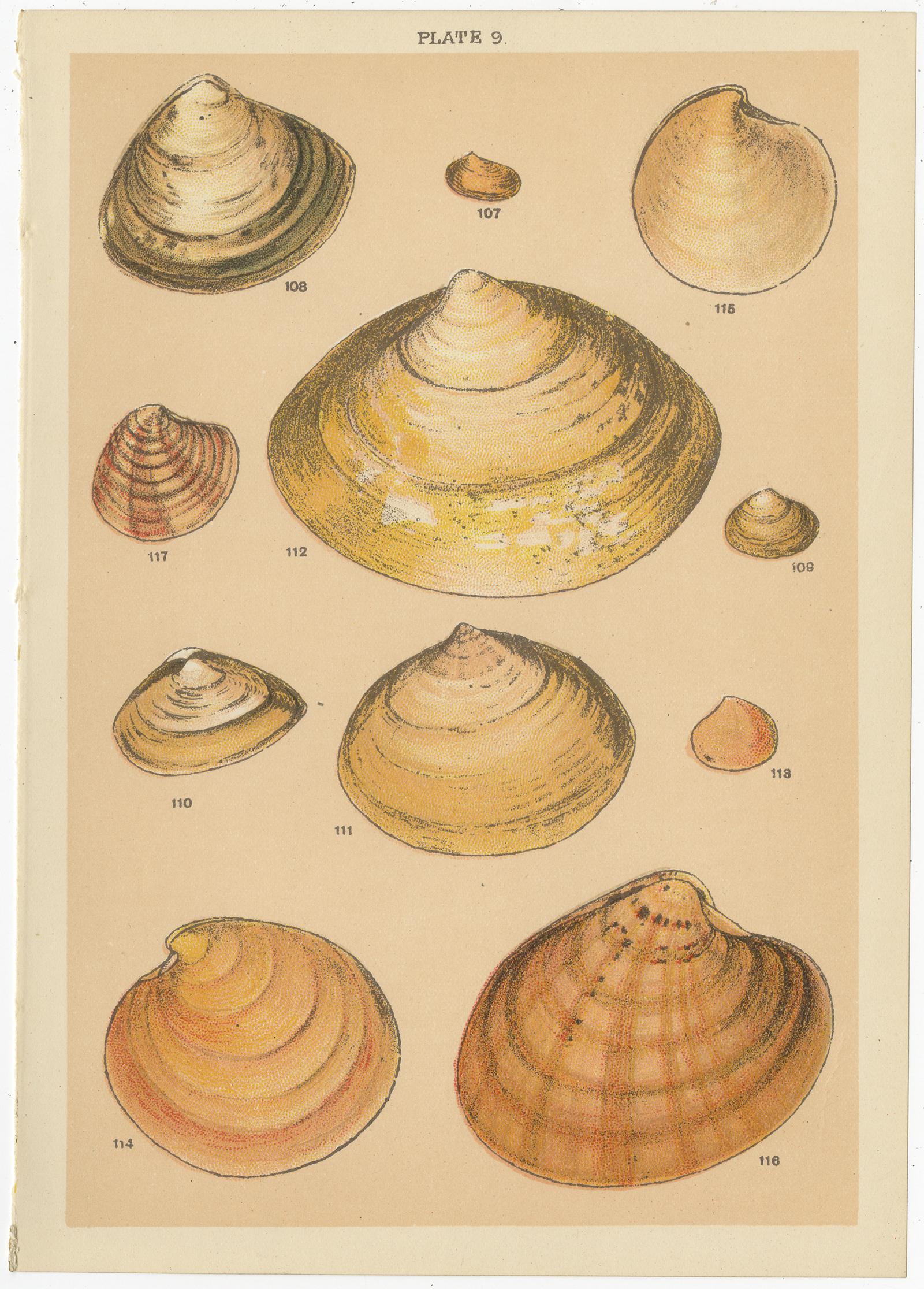 Ensemble de 10 gravures anciennes de coquillages, dont des mollusques, de Gordon, datant d'environ 1900 en vente 2