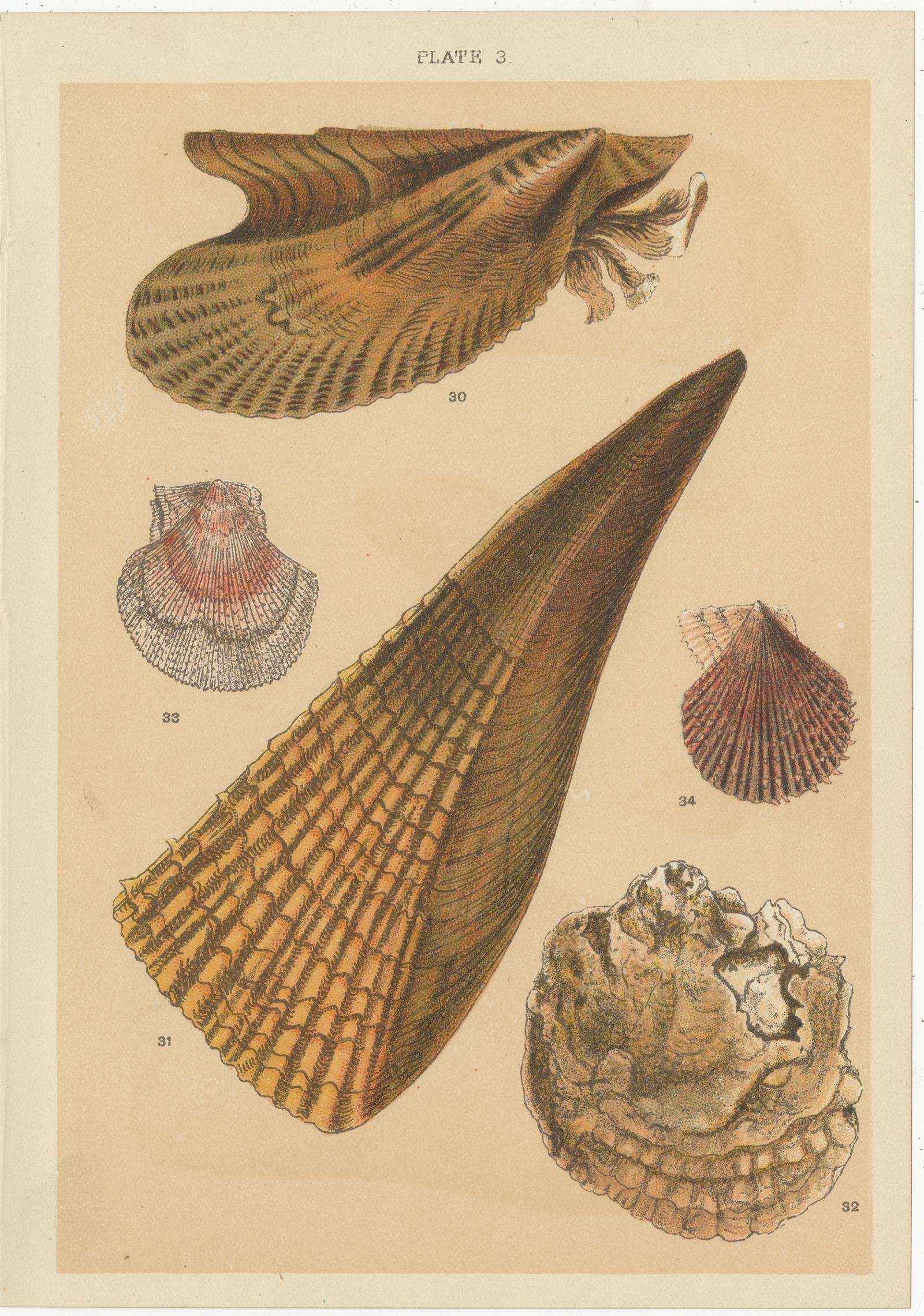 Ensemble de 10 gravures anciennes de coquillages, dont des mollusques, de Gordon, datant d'environ 1900 en vente 3