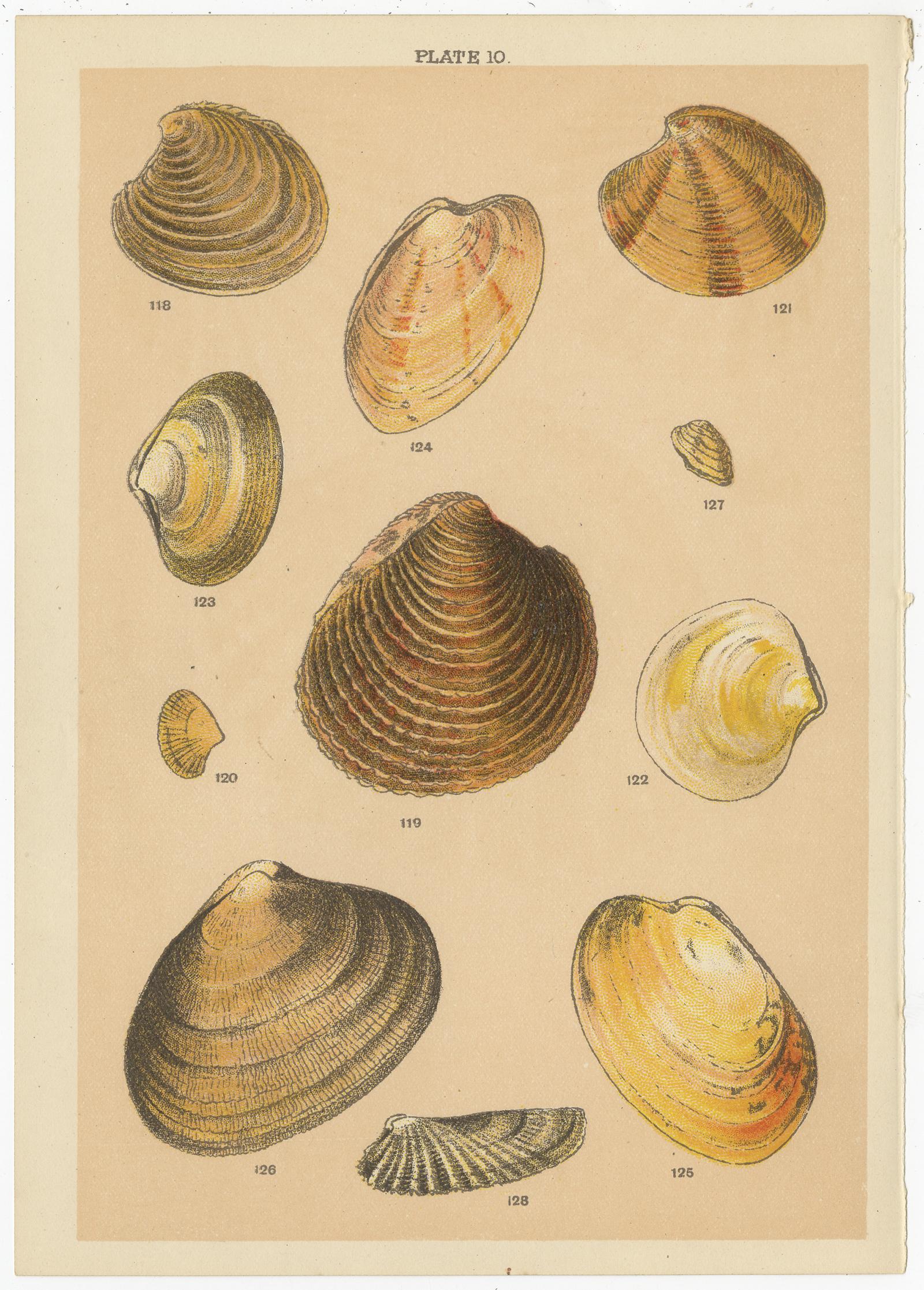 Ensemble de 10 gravures anciennes de coquillages, dont des mollusques, de Gordon, datant d'environ 1900 en vente 4