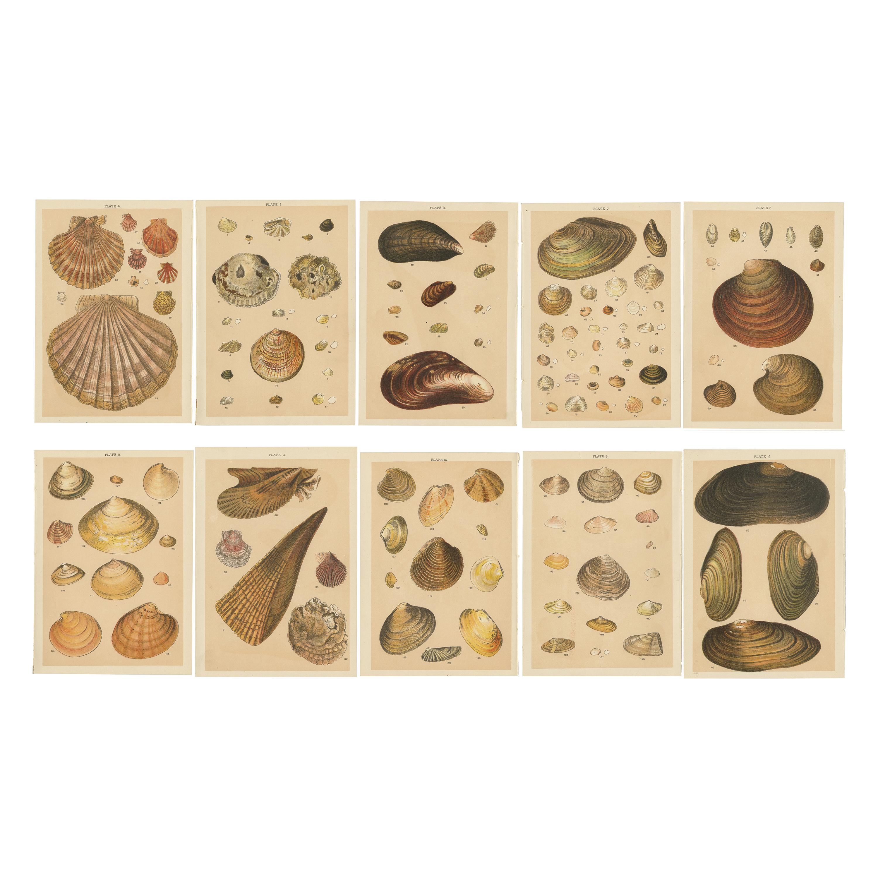 Ensemble de 10 gravures anciennes de coquillages, dont des mollusques, de Gordon, datant d'environ 1900 en vente