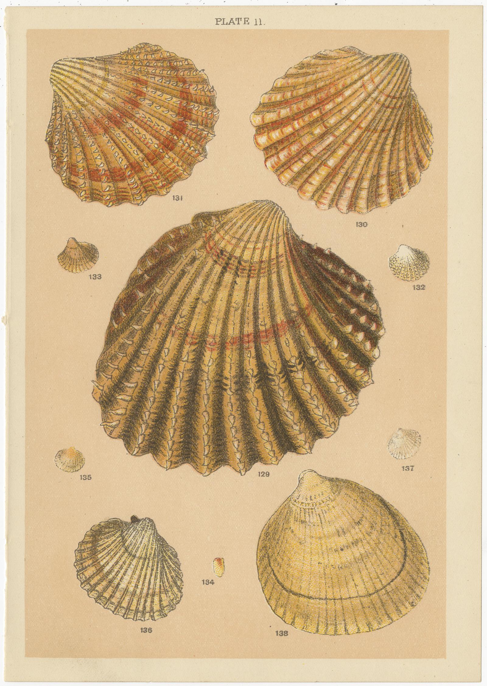 Set of 10 Antique Prints of Shells Including Razor Shells by Gordon 'circa 1900' 5