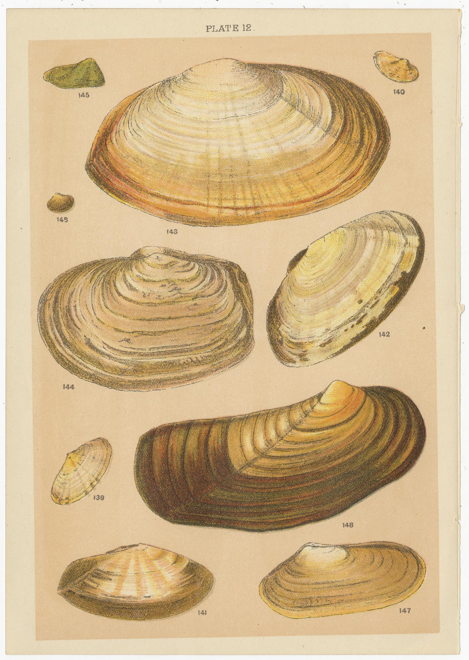 Set of 10 Antique Prints of Shells Including Razor Shells by Gordon 'circa 1900' 6