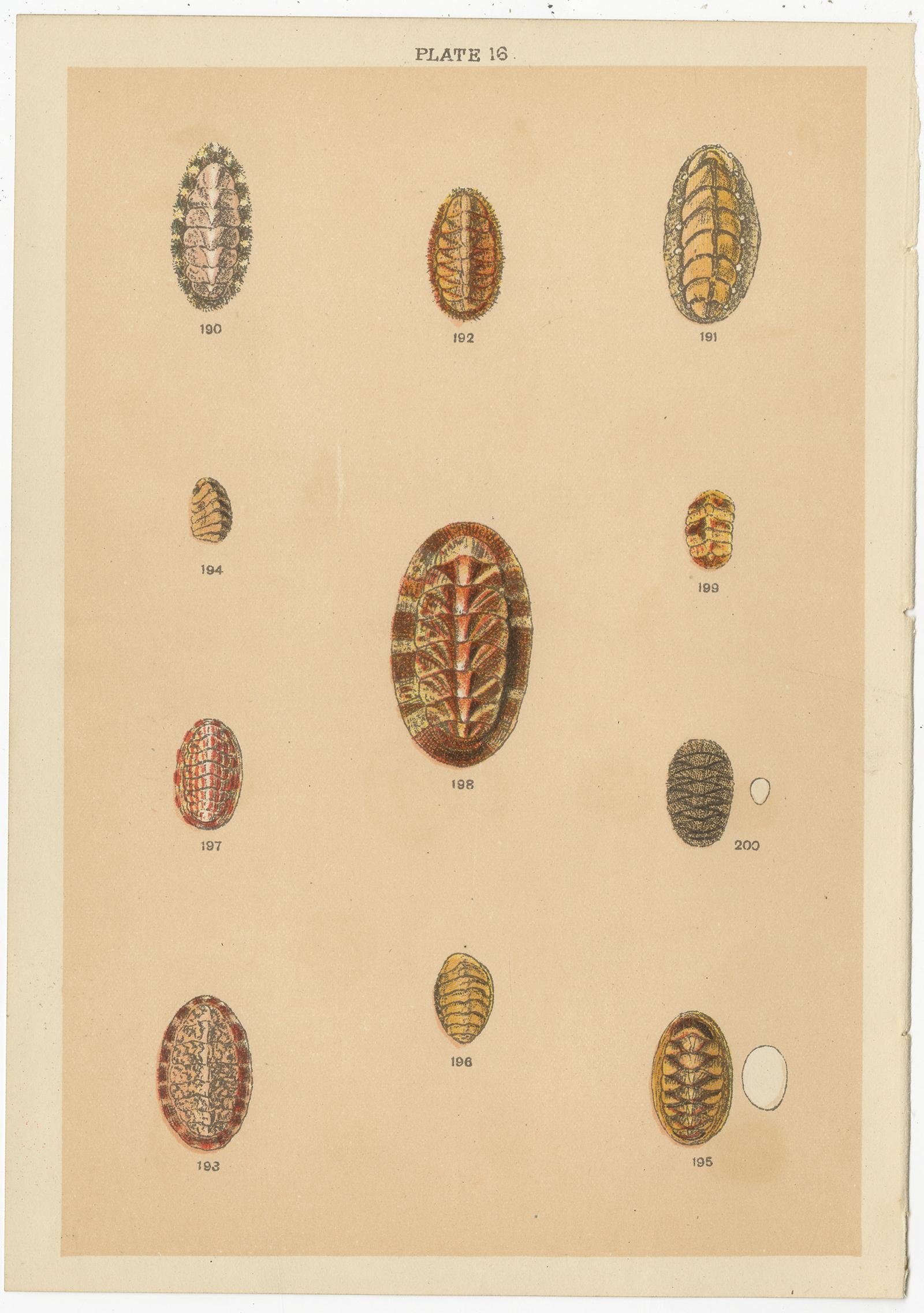 Set of 10 antique prints depicting various sea shells. These prints originate from the series 'Our Country's' by W. J. Gordon, published circa 1900.