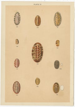 Set of 10 Antique Prints of Shells Including Razor Shells by Gordon 'circa 1900'