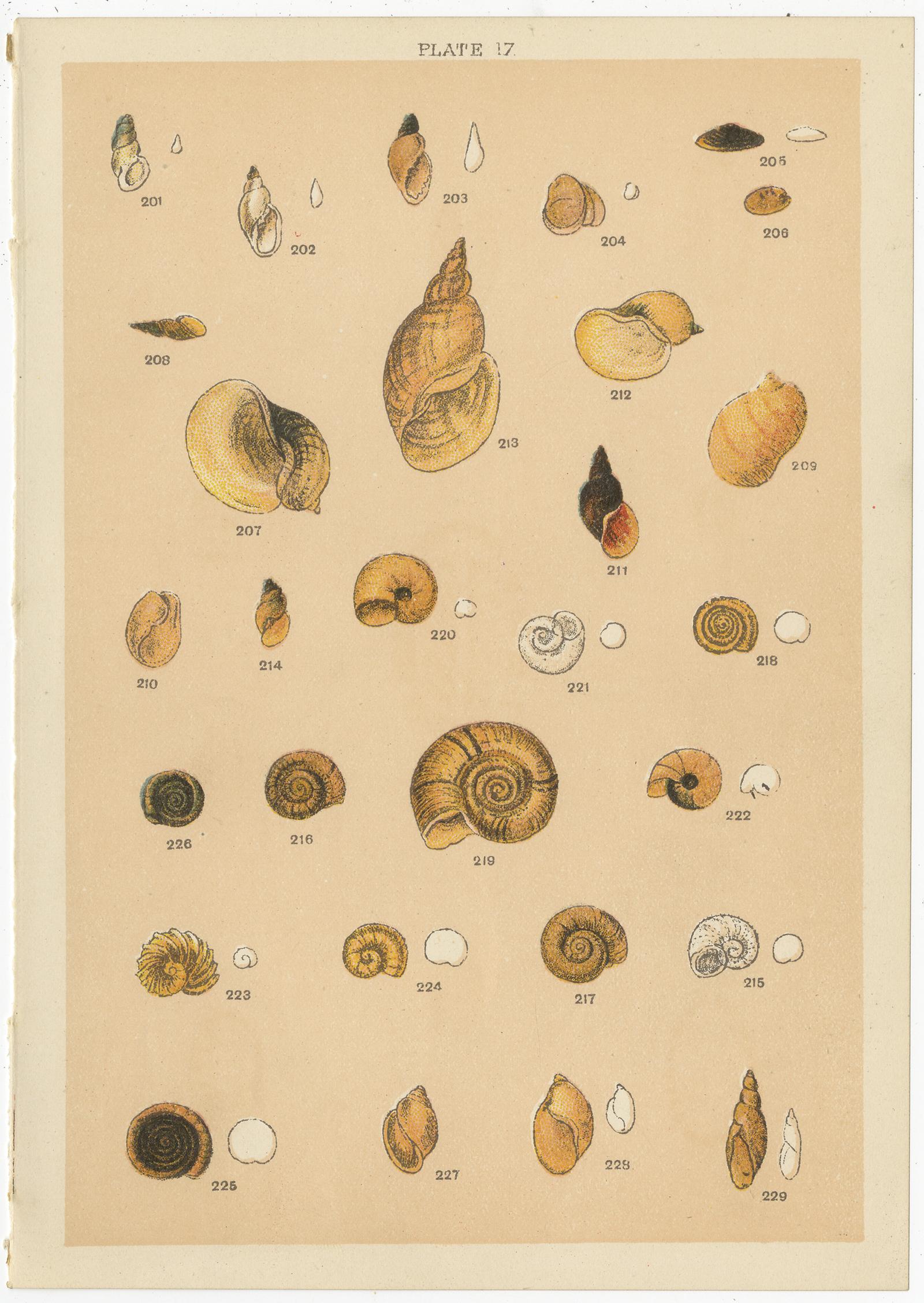 Set of 10 Antique Prints of Shells Including Razor Shells by Gordon 'circa 1900' In Good Condition In Langweer, NL