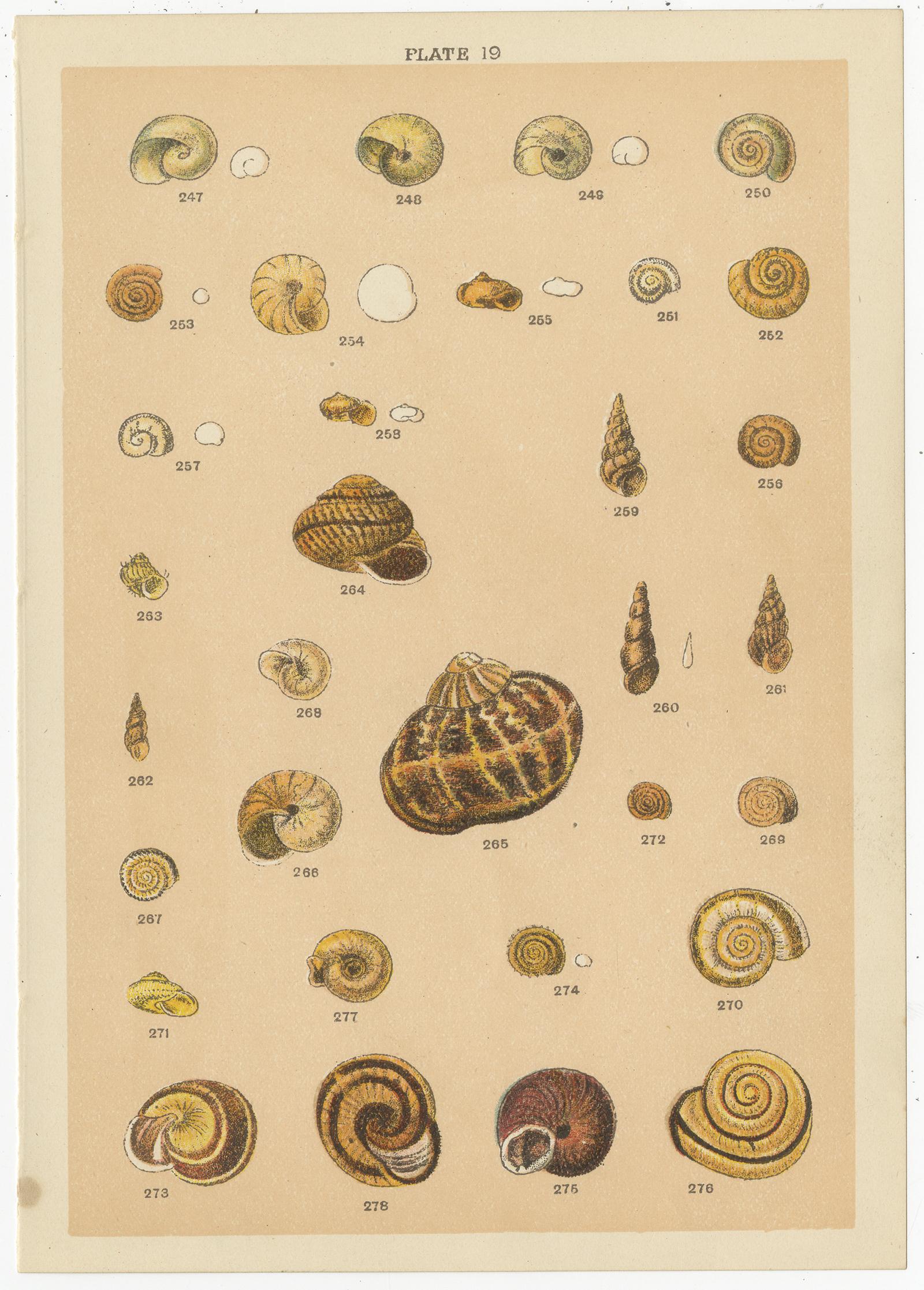20th Century Set of 10 Antique Prints of Shells Including Razor Shells by Gordon 'circa 1900'