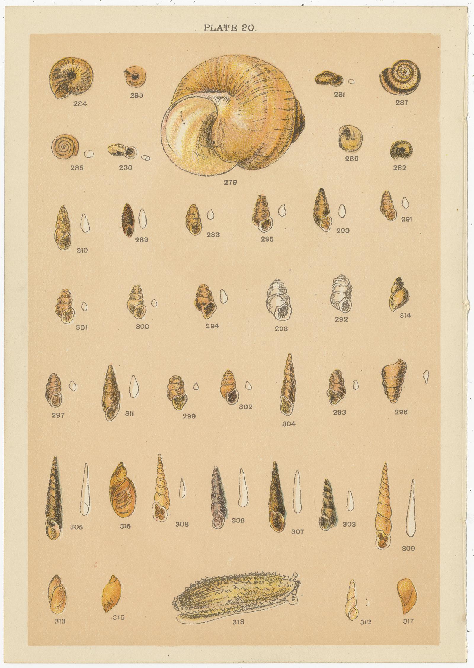 Paper Set of 10 Antique Prints of Shells Including Razor Shells by Gordon 'circa 1900'