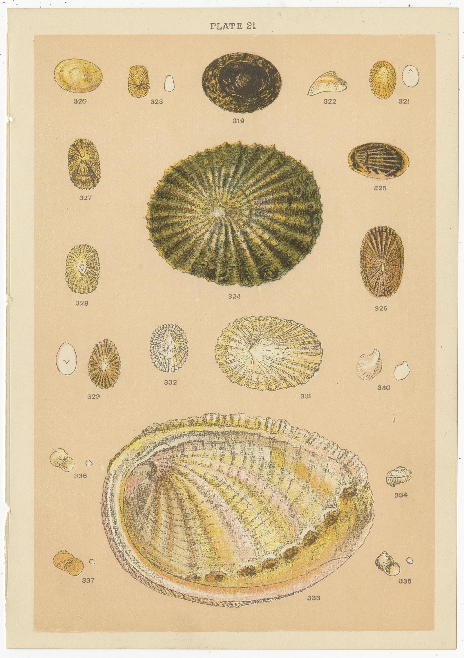 Set of 10 Antique Prints of Shells Including Razor Shells by Gordon 'circa 1900' 1