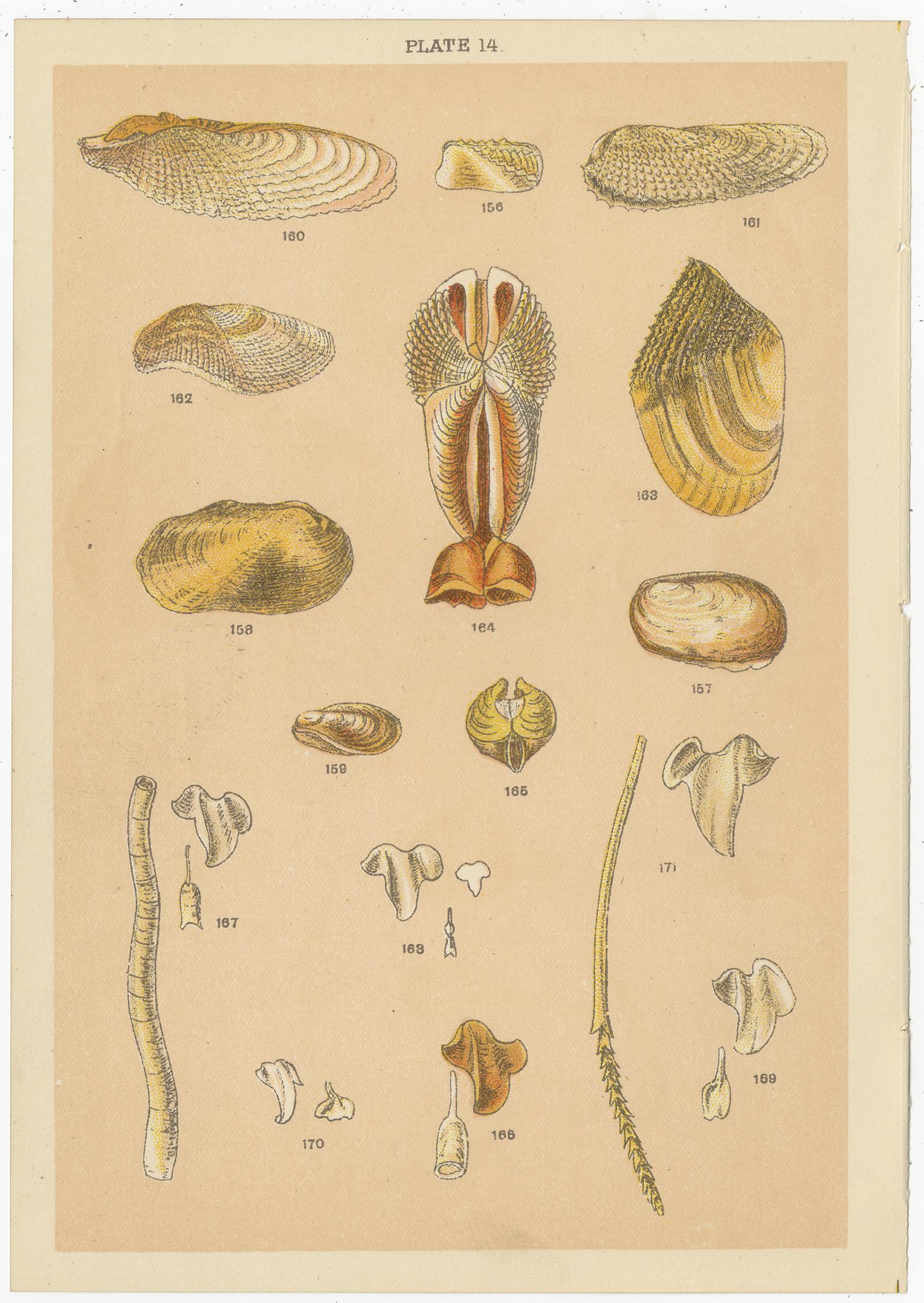 Set of 10 Antique Prints of Shells Including Razor Shells by Gordon 'circa 1900' 2