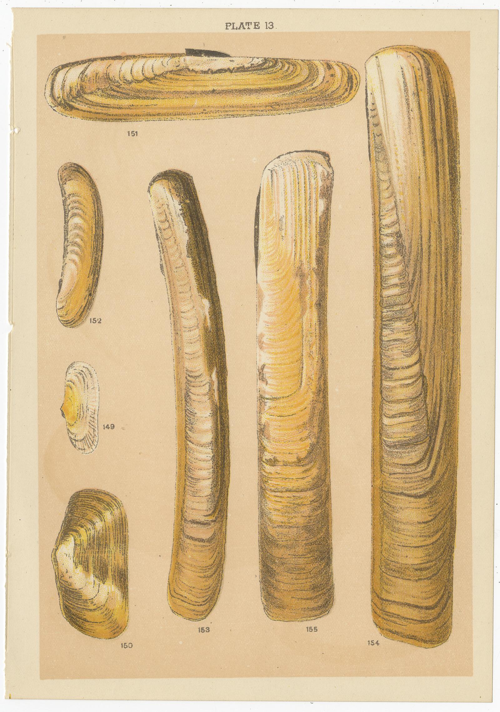 Set of 10 Antique Prints of Shells Including Razor Shells by Gordon 'circa 1900' 3