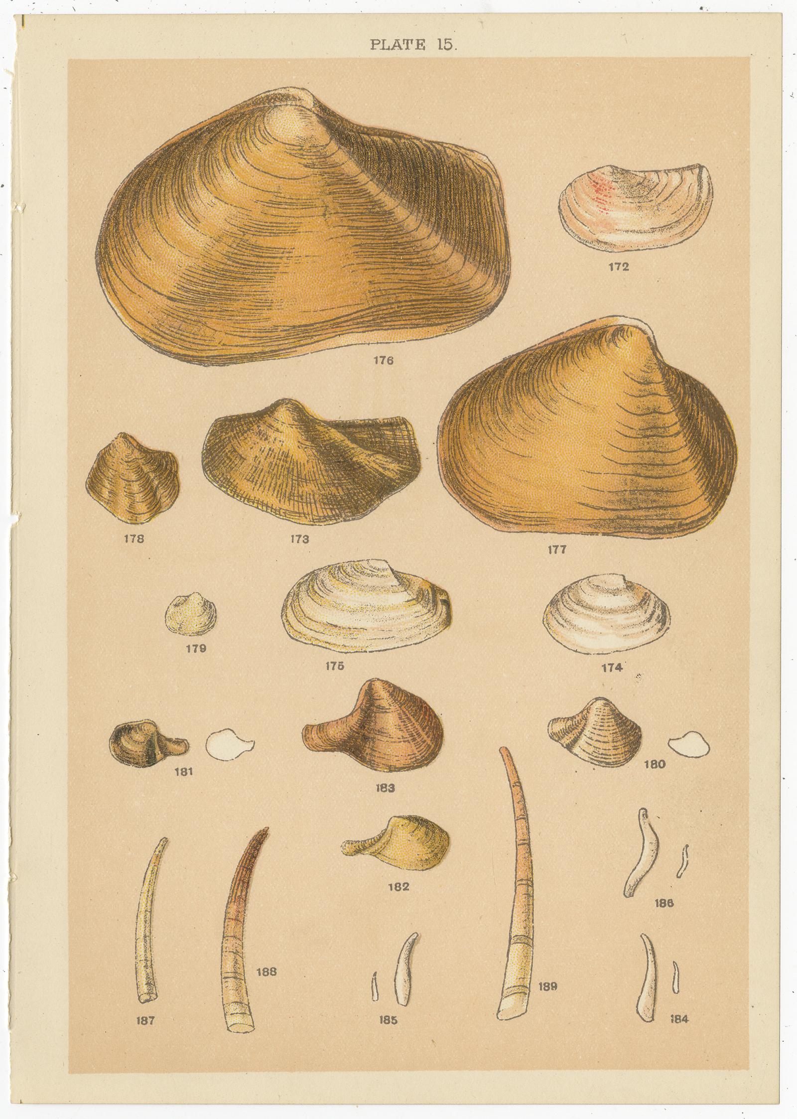 Set of 10 Antique Prints of Shells Including Razor Shells by Gordon 'circa 1900' 4
