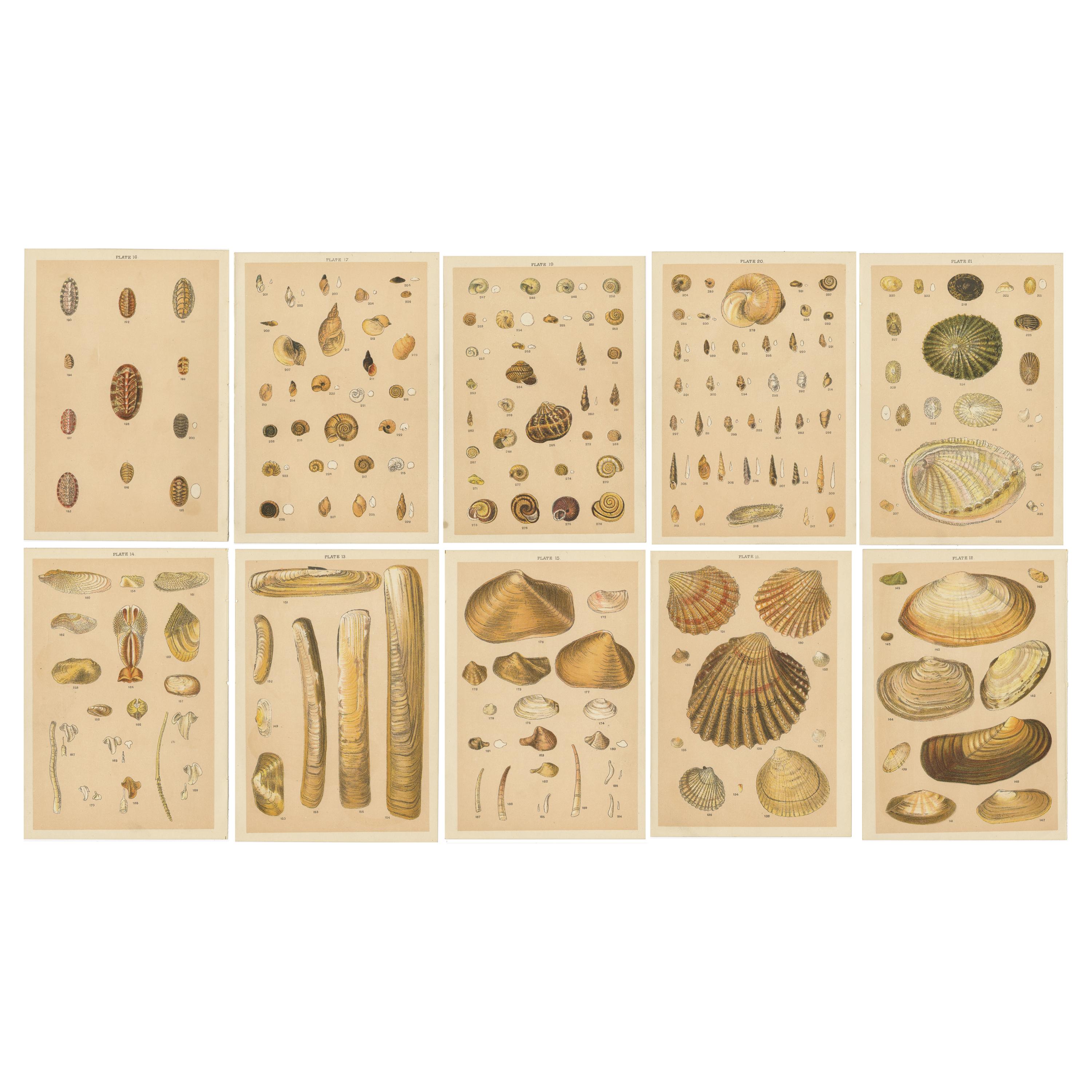 Set of 10 Antique Prints of Shells Including Razor Shells by Gordon 'circa 1900'